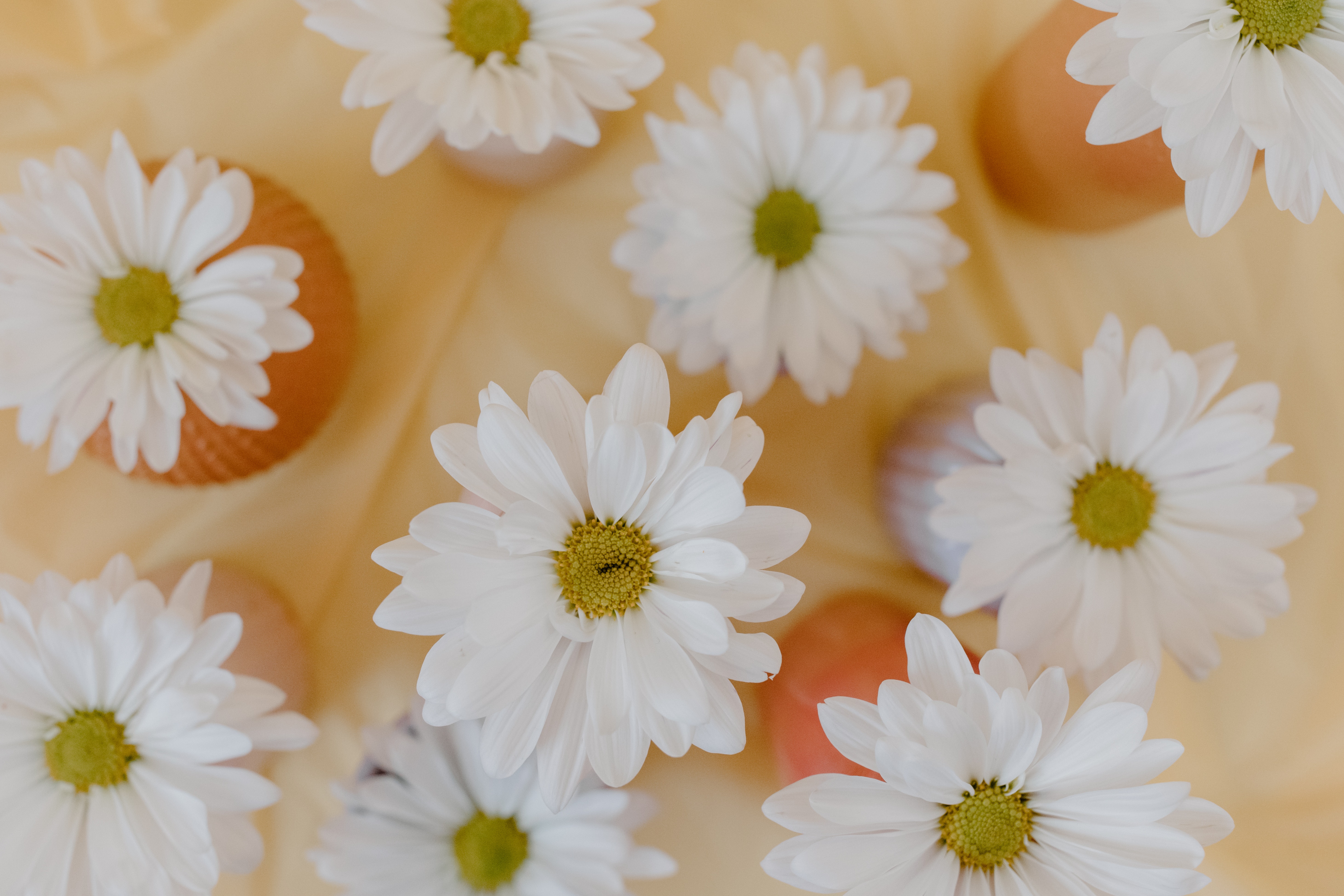 Cute Yellow Daisy Wallpapers