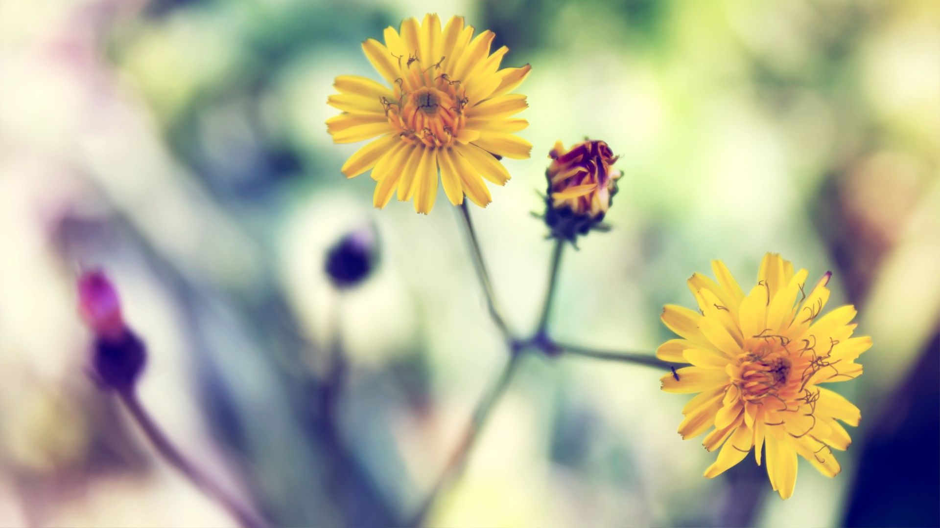 Cute Yellow Daisy Wallpapers