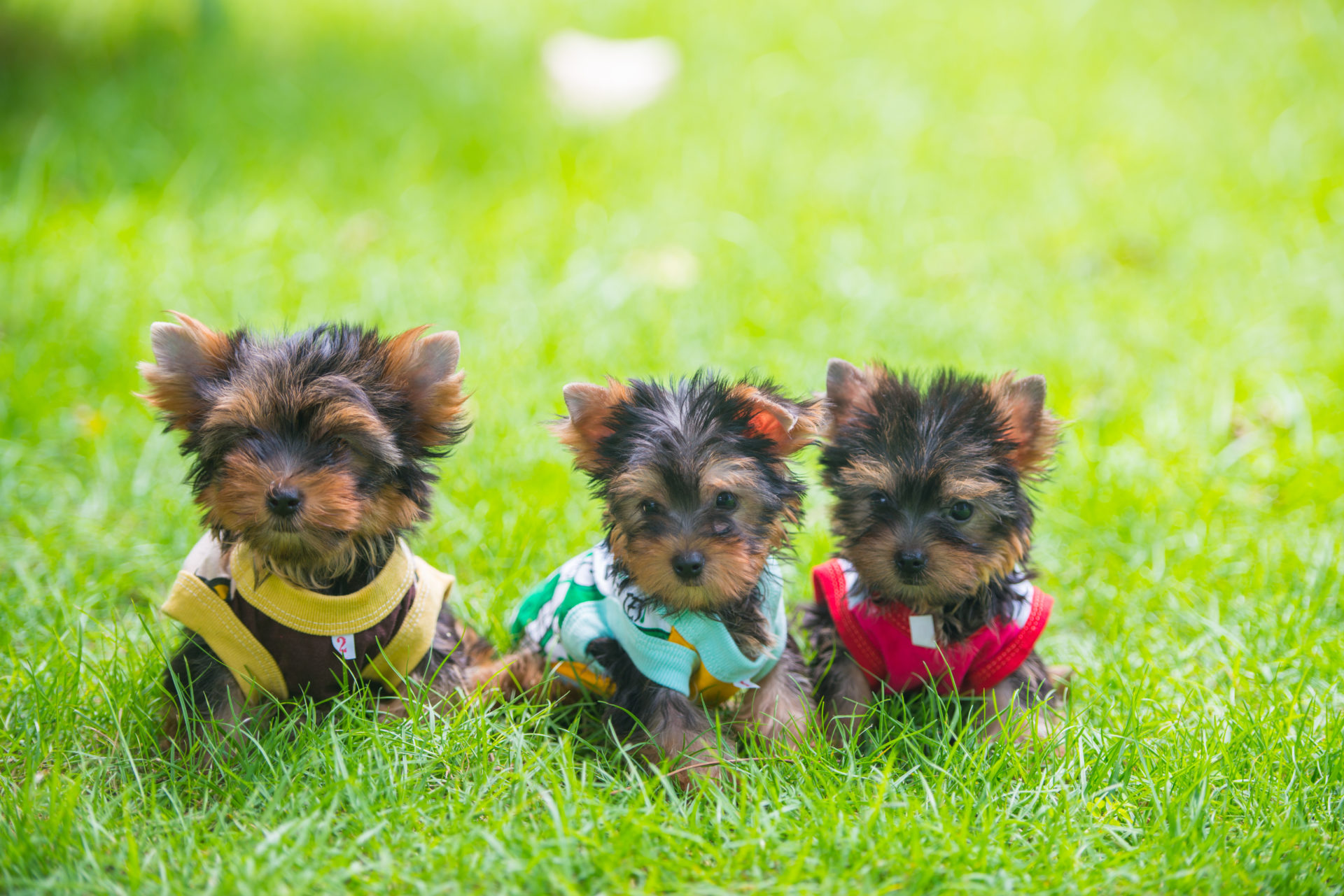 Cute Yorkie Wallpapers