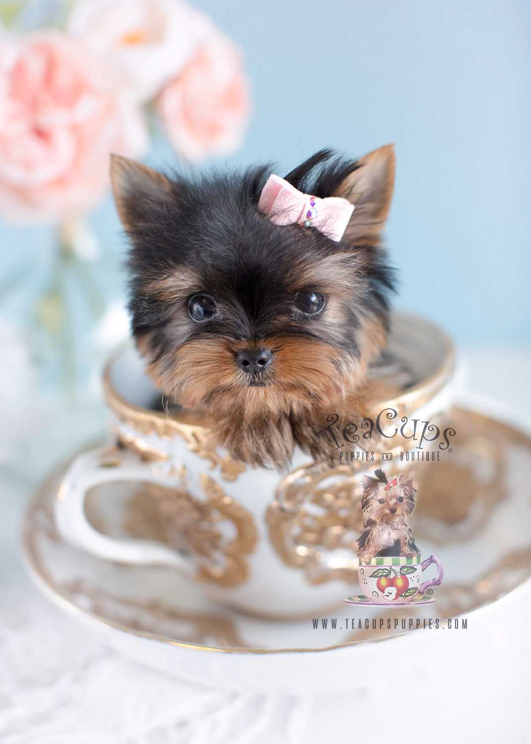 Cute Yorkie Wallpapers