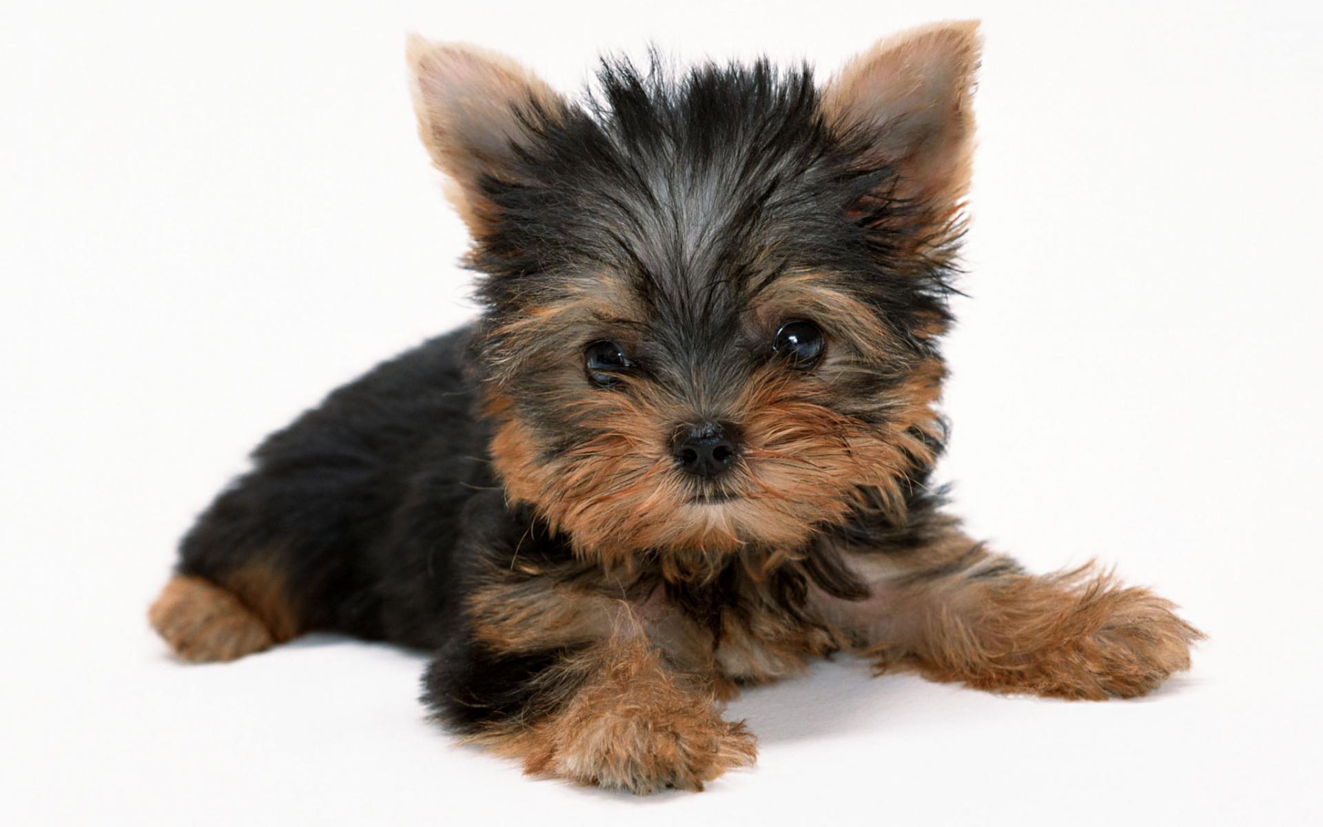 Cute Yorkie Wallpapers