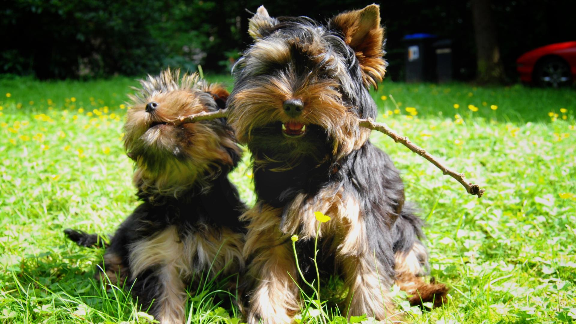 Cute Yorkie Wallpapers