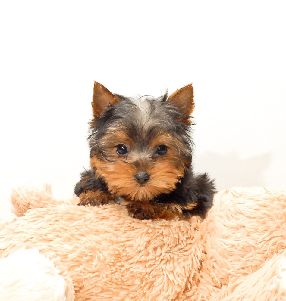 Cute Yorkie Wallpapers