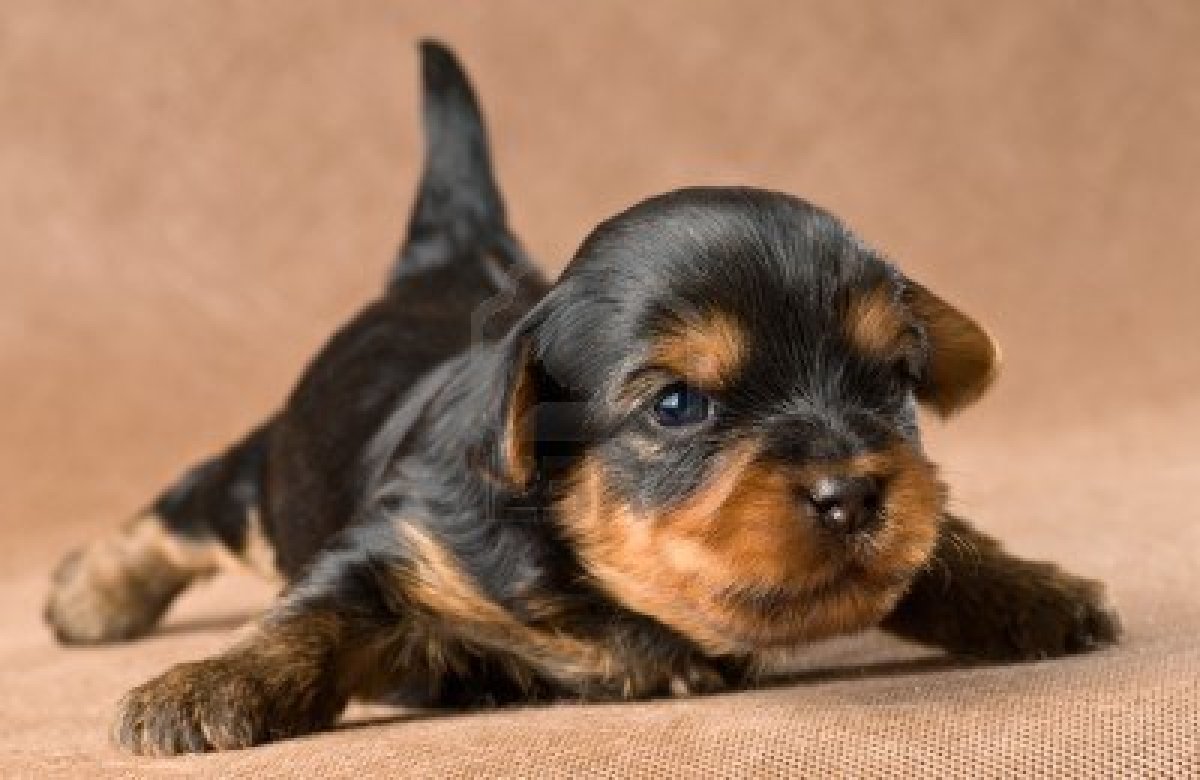 Cute Yorkie Wallpapers