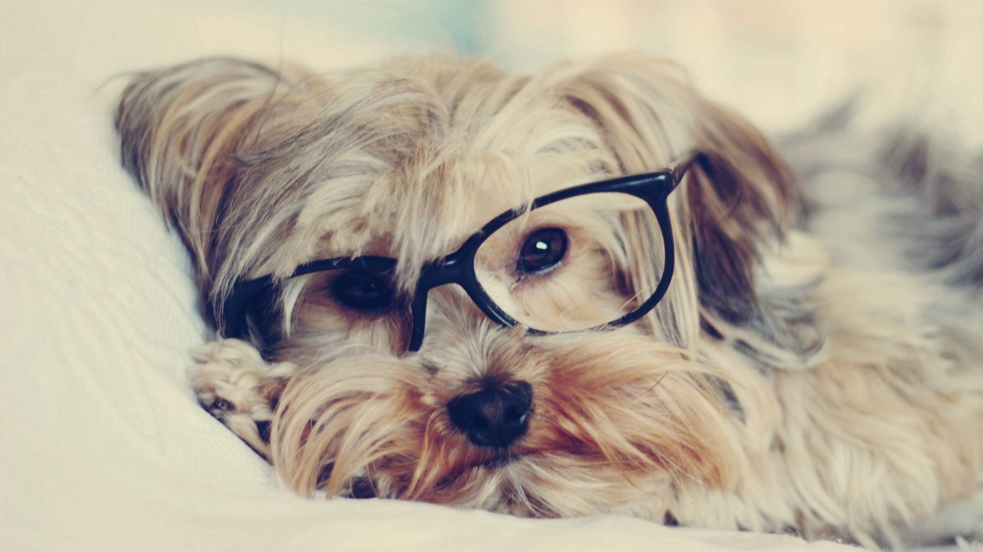 Cute Yorkie Wallpapers