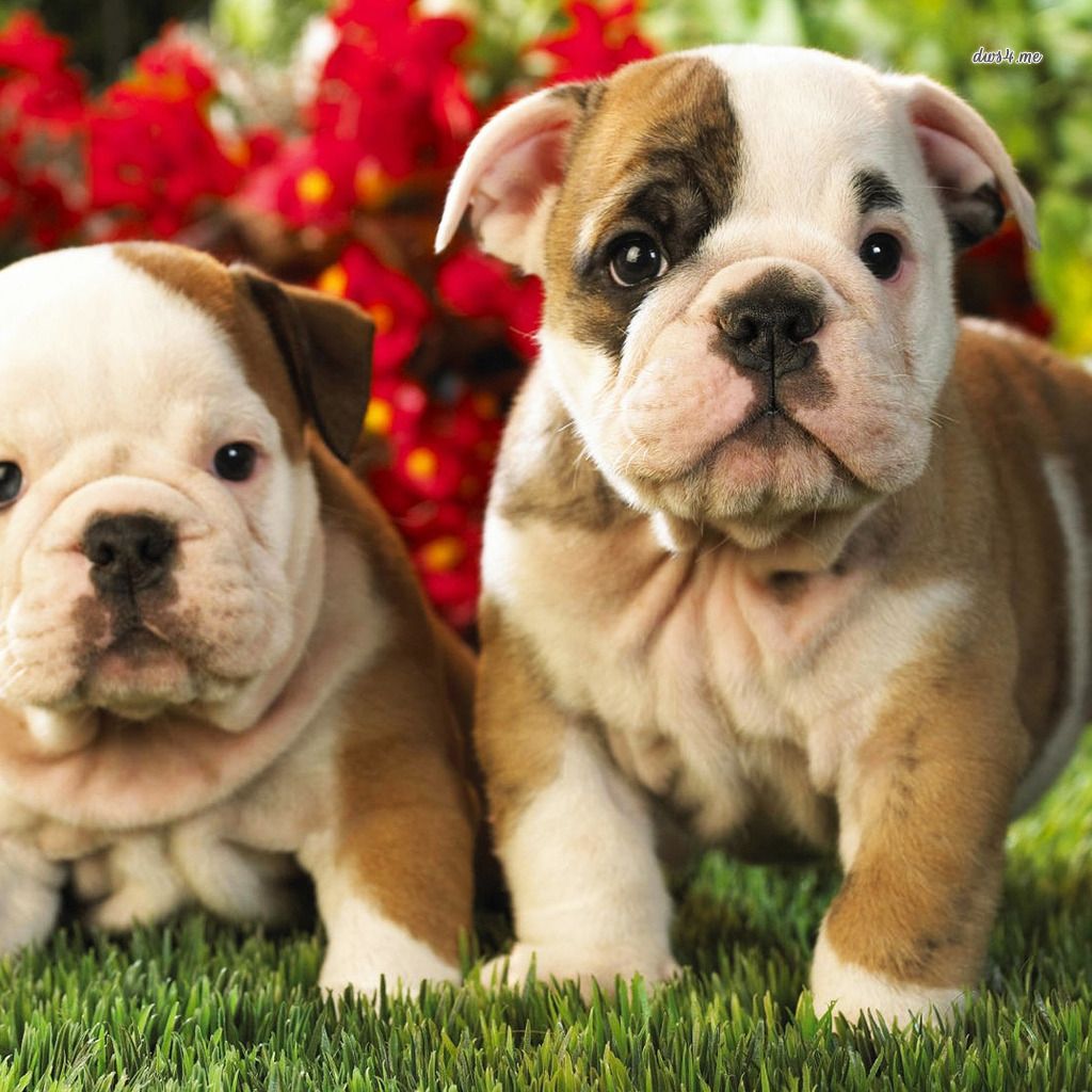 Cutest Baby Bulldog Wallpapers