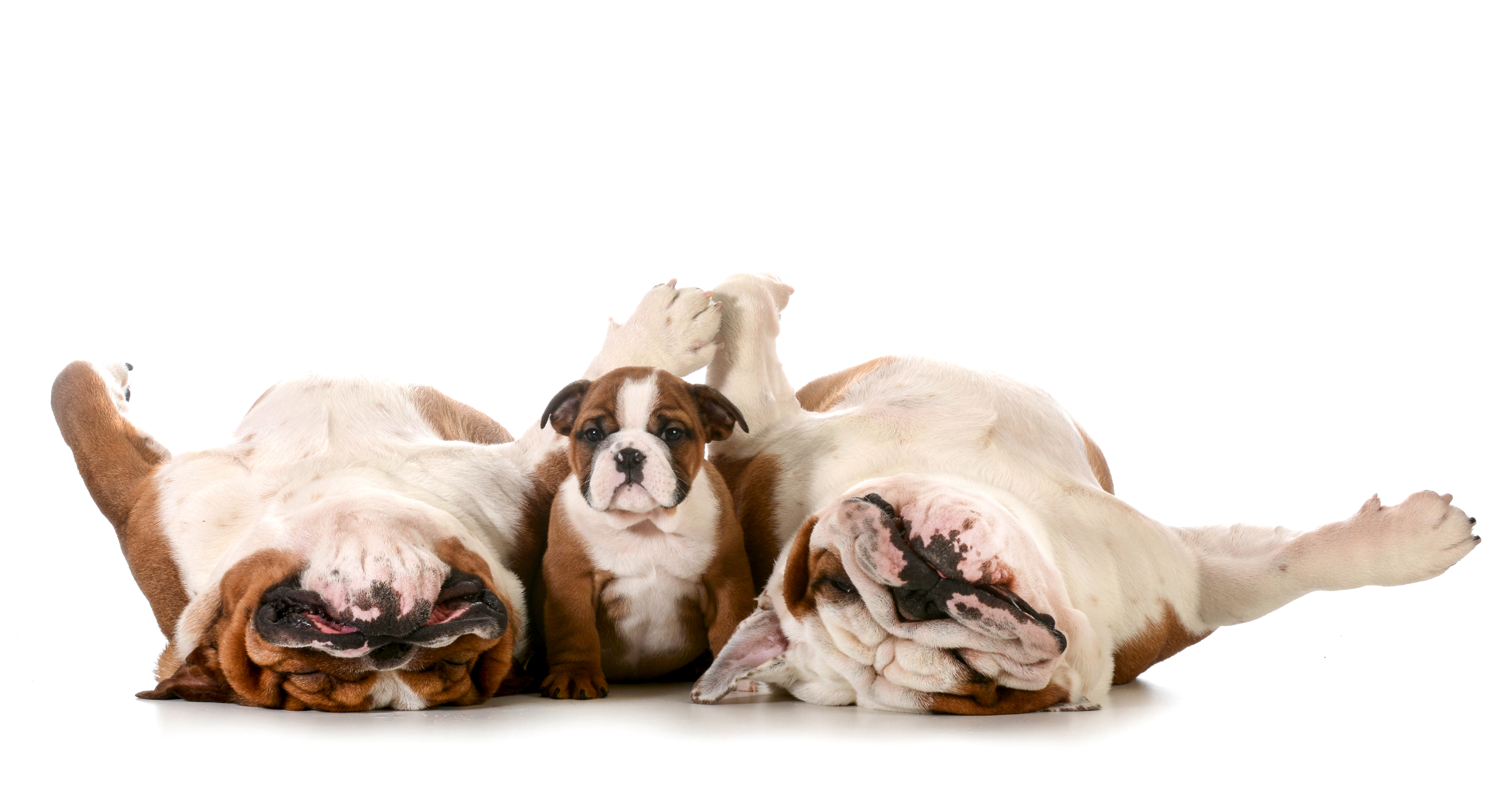 Cutest Baby Bulldog Wallpapers