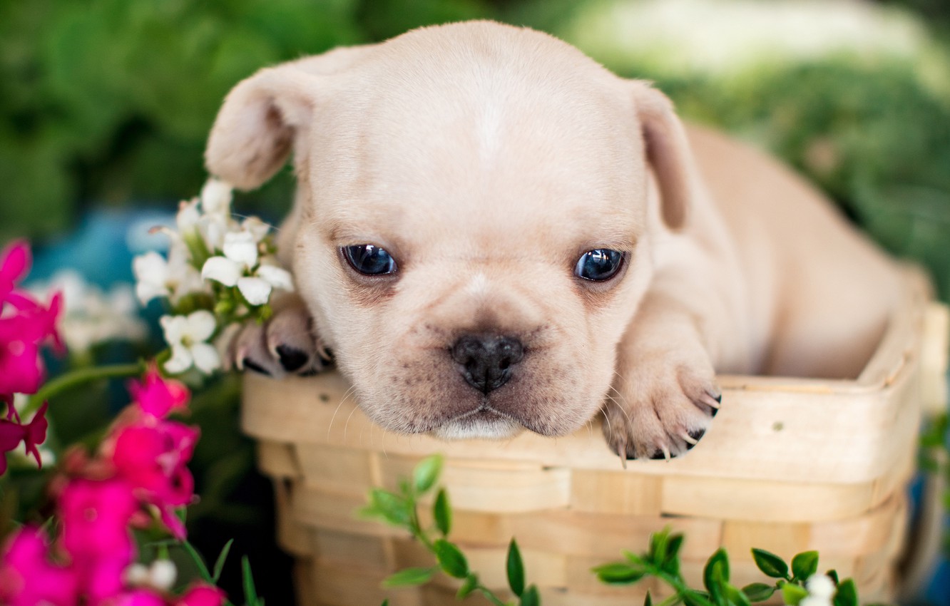 Cutest Baby Bulldog Wallpapers