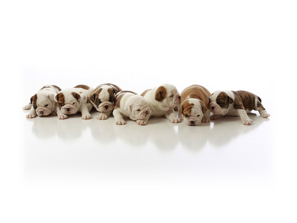 Cutest Baby Bulldog Wallpapers