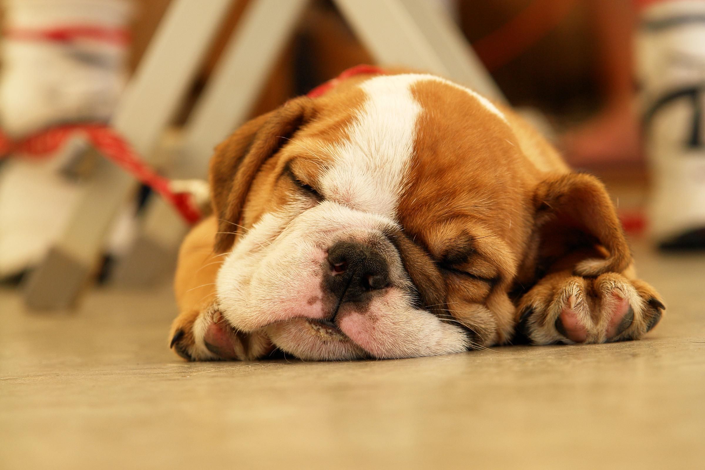 Cutest Baby Bulldog Wallpapers