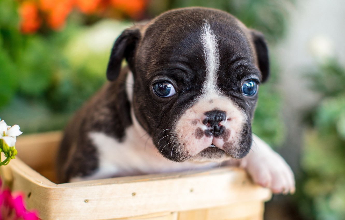 Cutest Baby Bulldog Wallpapers