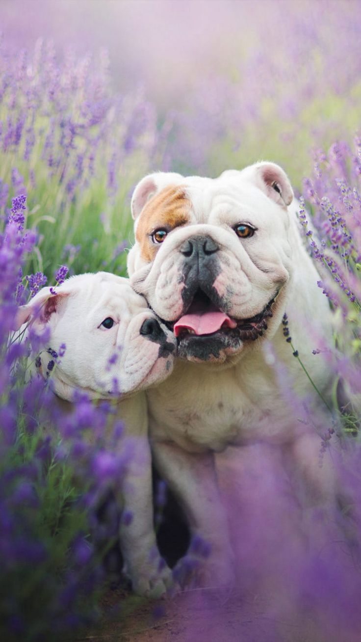 Cutest Baby Bulldog Wallpapers