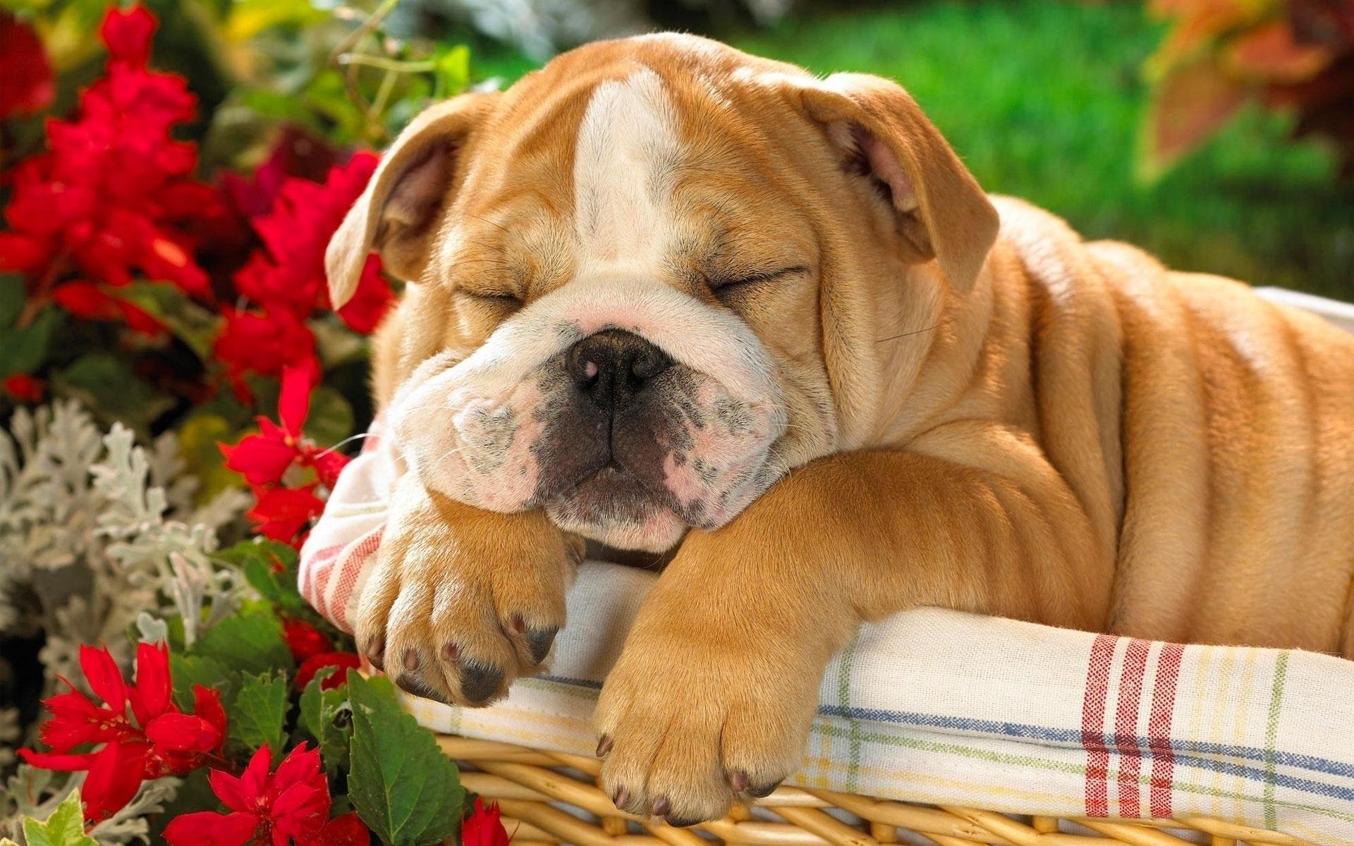 Cutest Baby Bulldog Wallpapers