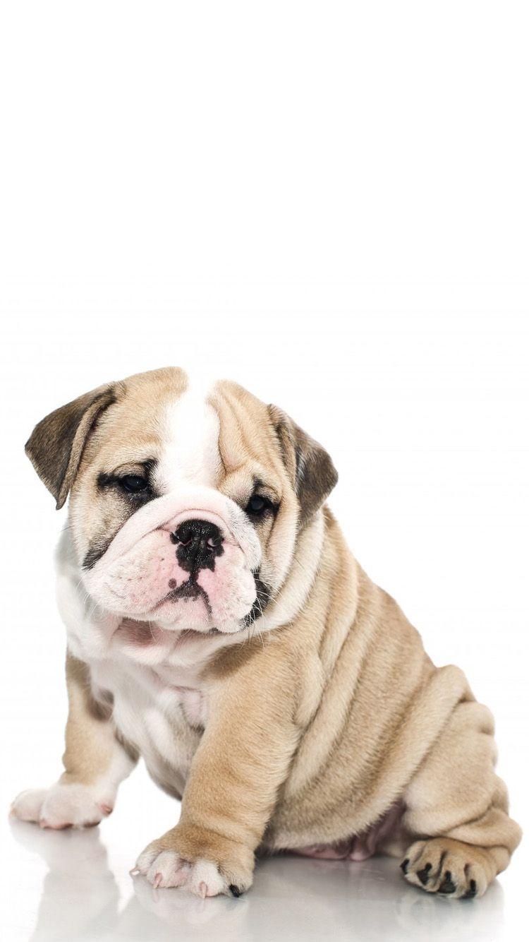 Cutest Baby Bulldog Wallpapers