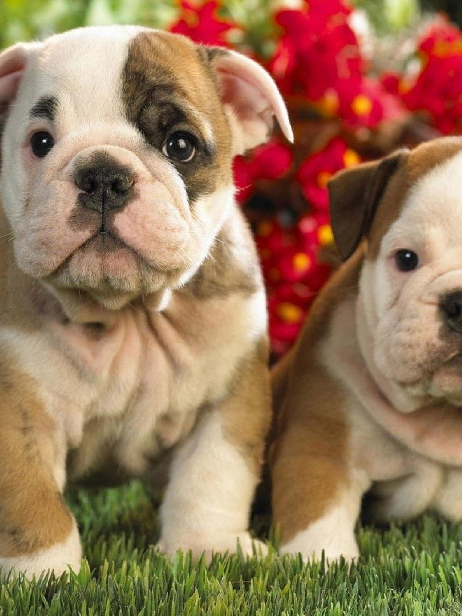 Cutest Baby Bulldog Wallpapers