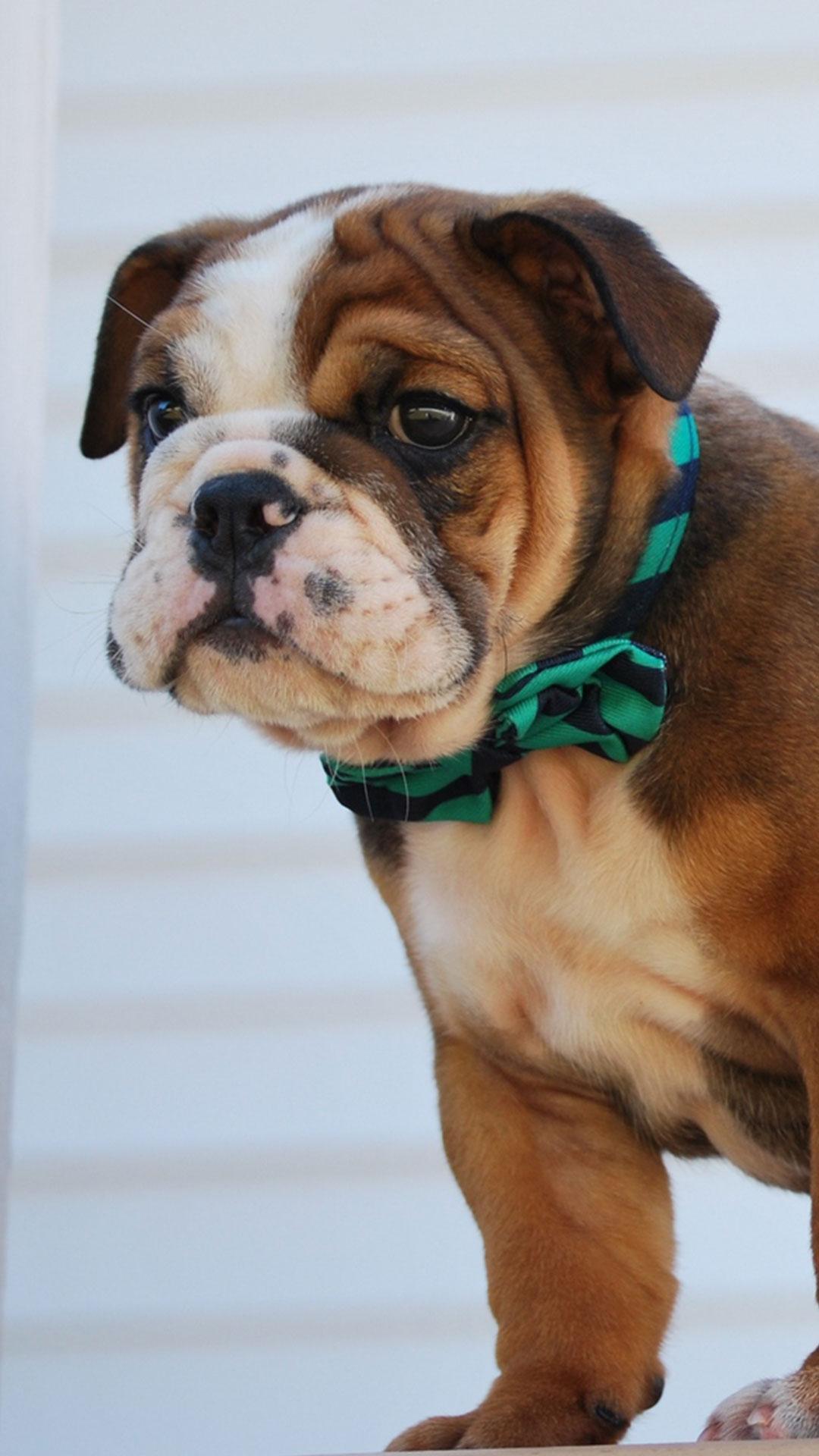 Cutest Baby Bulldog Wallpapers