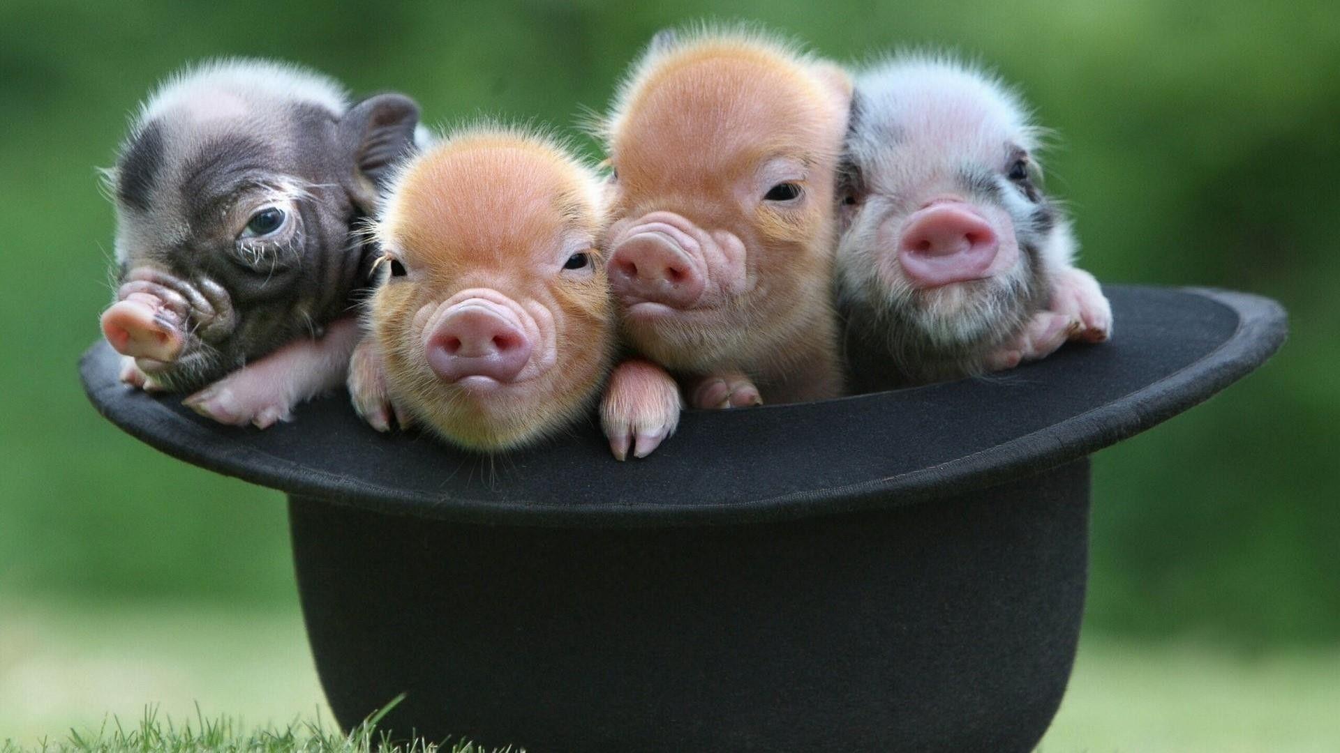 Cutest Baby Pig Wallpapers