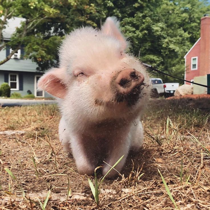 Cutest Baby Pig Wallpapers