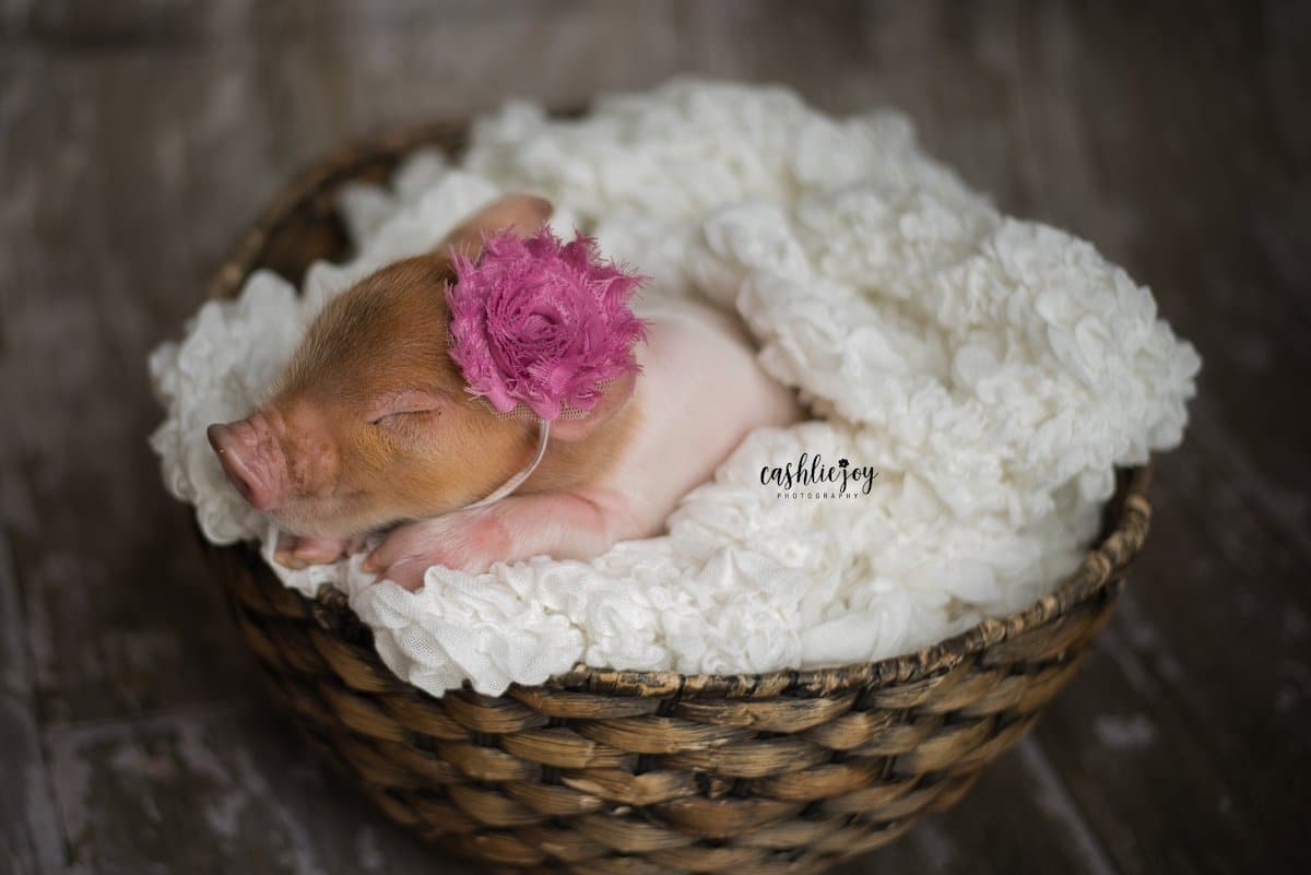 Cutest Baby Pig Wallpapers