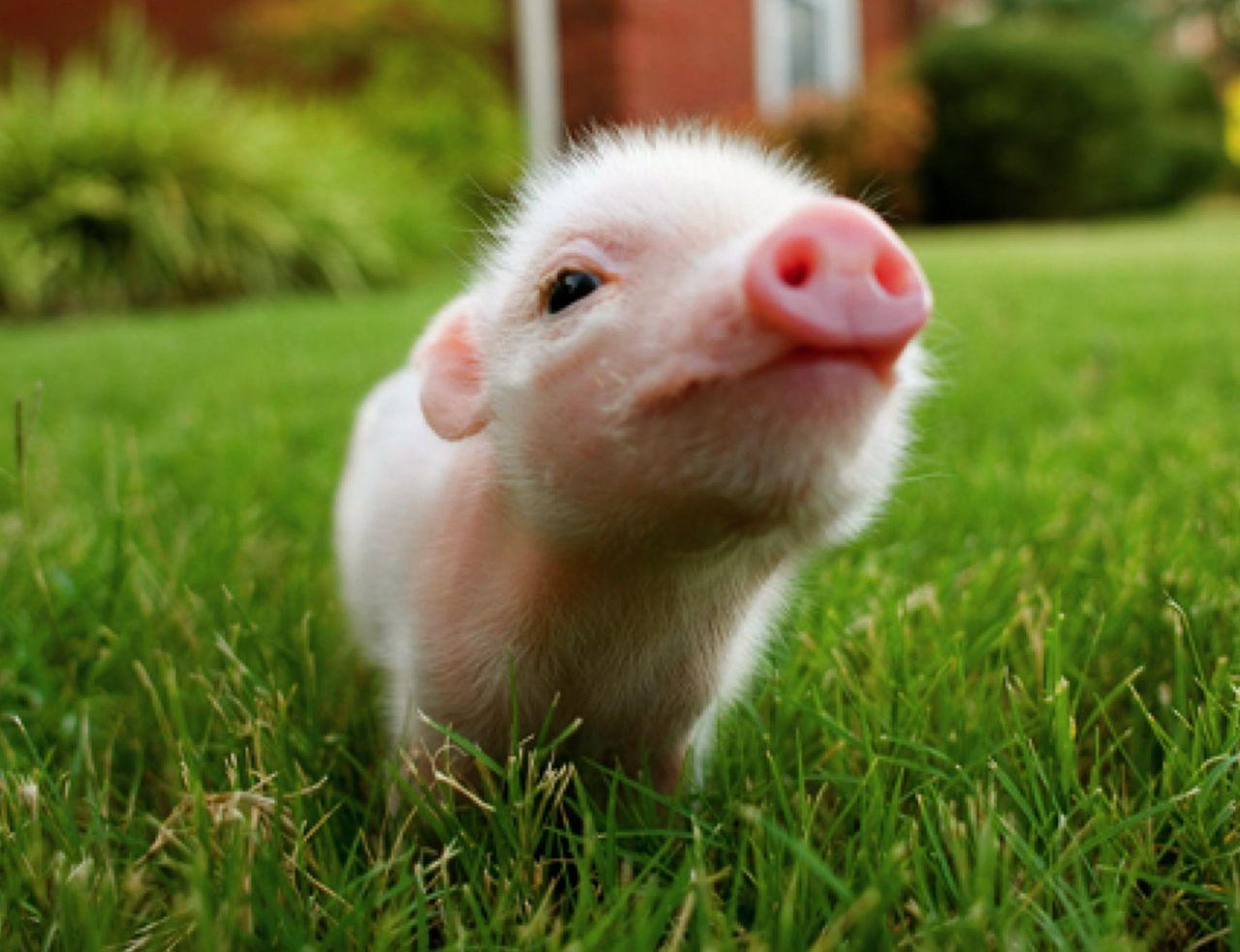 Cutest Baby Pig Wallpapers