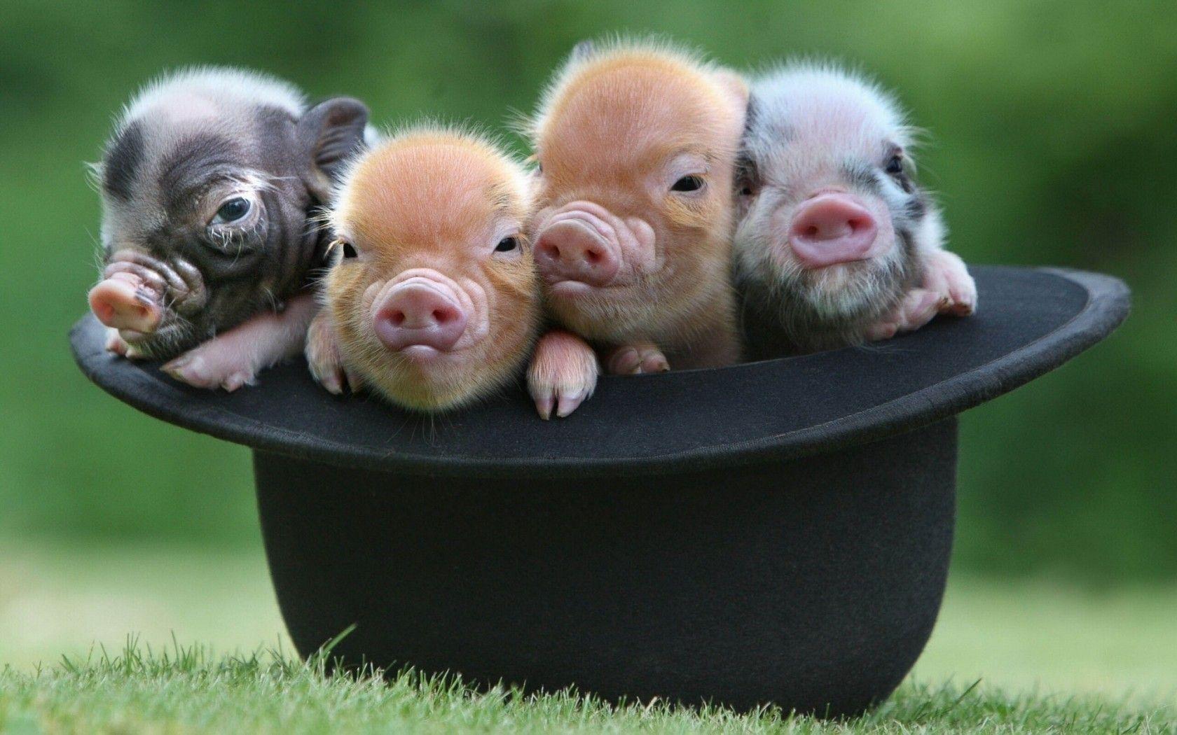 Cutest Baby Pig Wallpapers