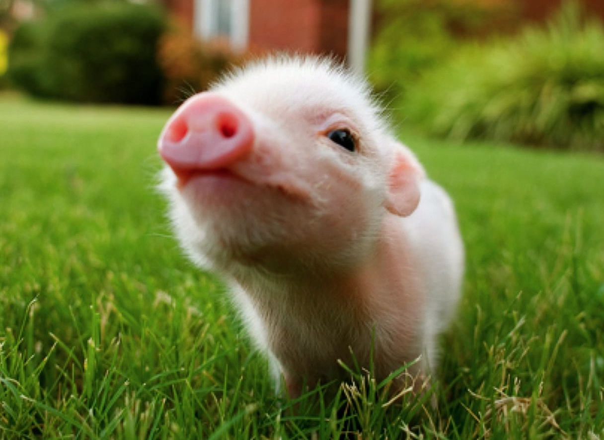 Cutest Baby Pig Wallpapers