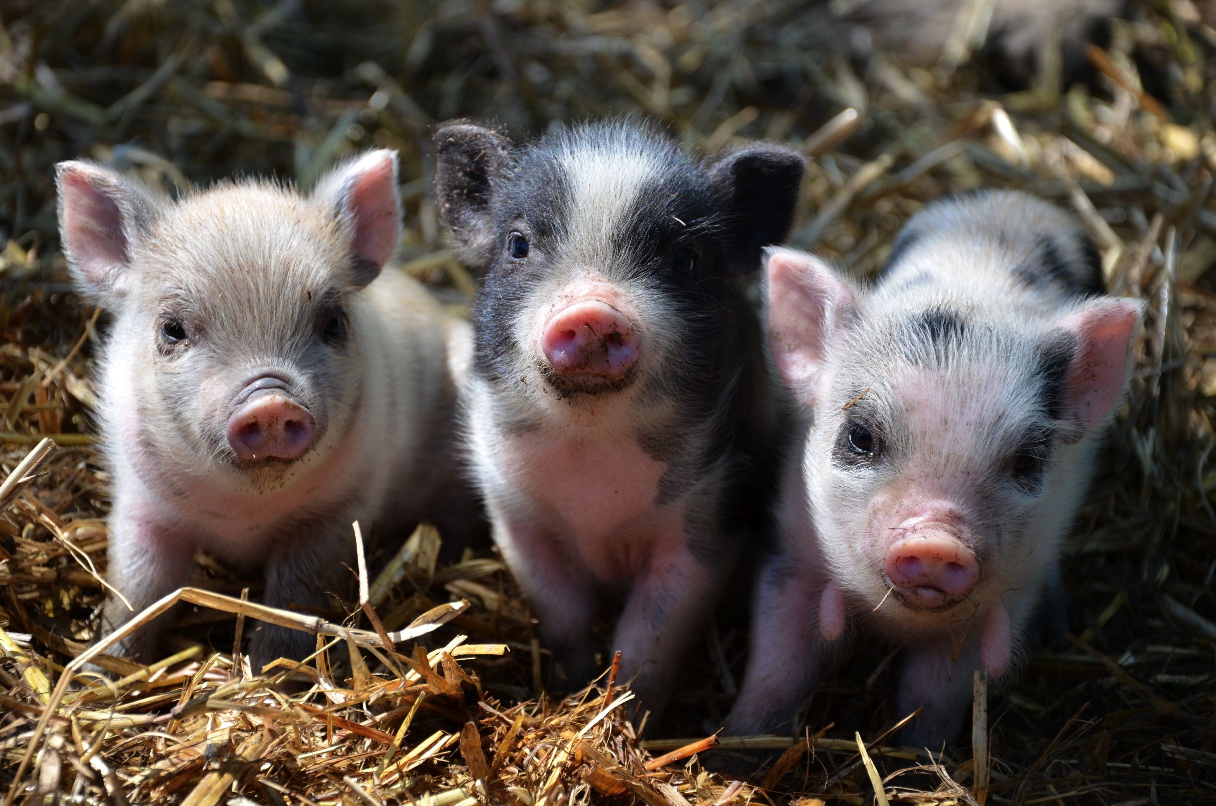 Cutest Baby Pig Wallpapers