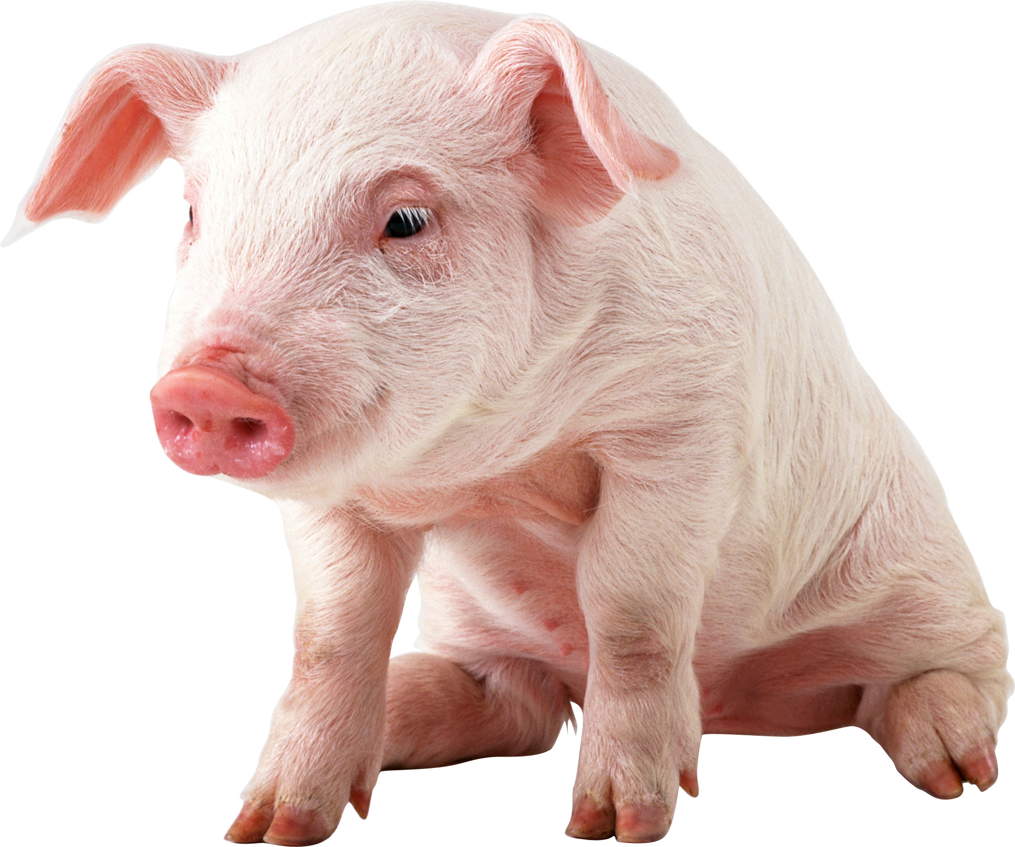 Cutest Baby Pig Wallpapers