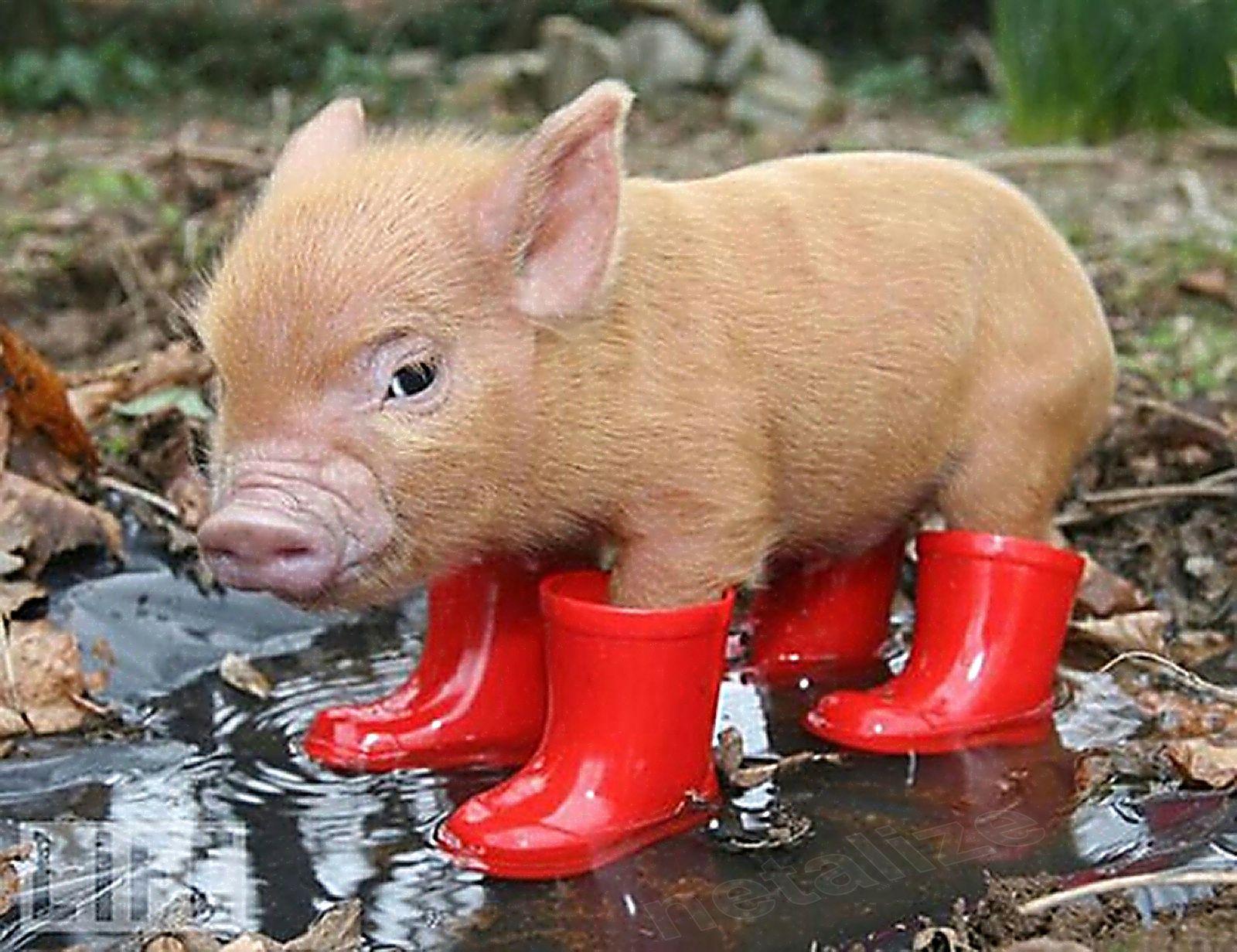 Cutest Baby Pig Wallpapers