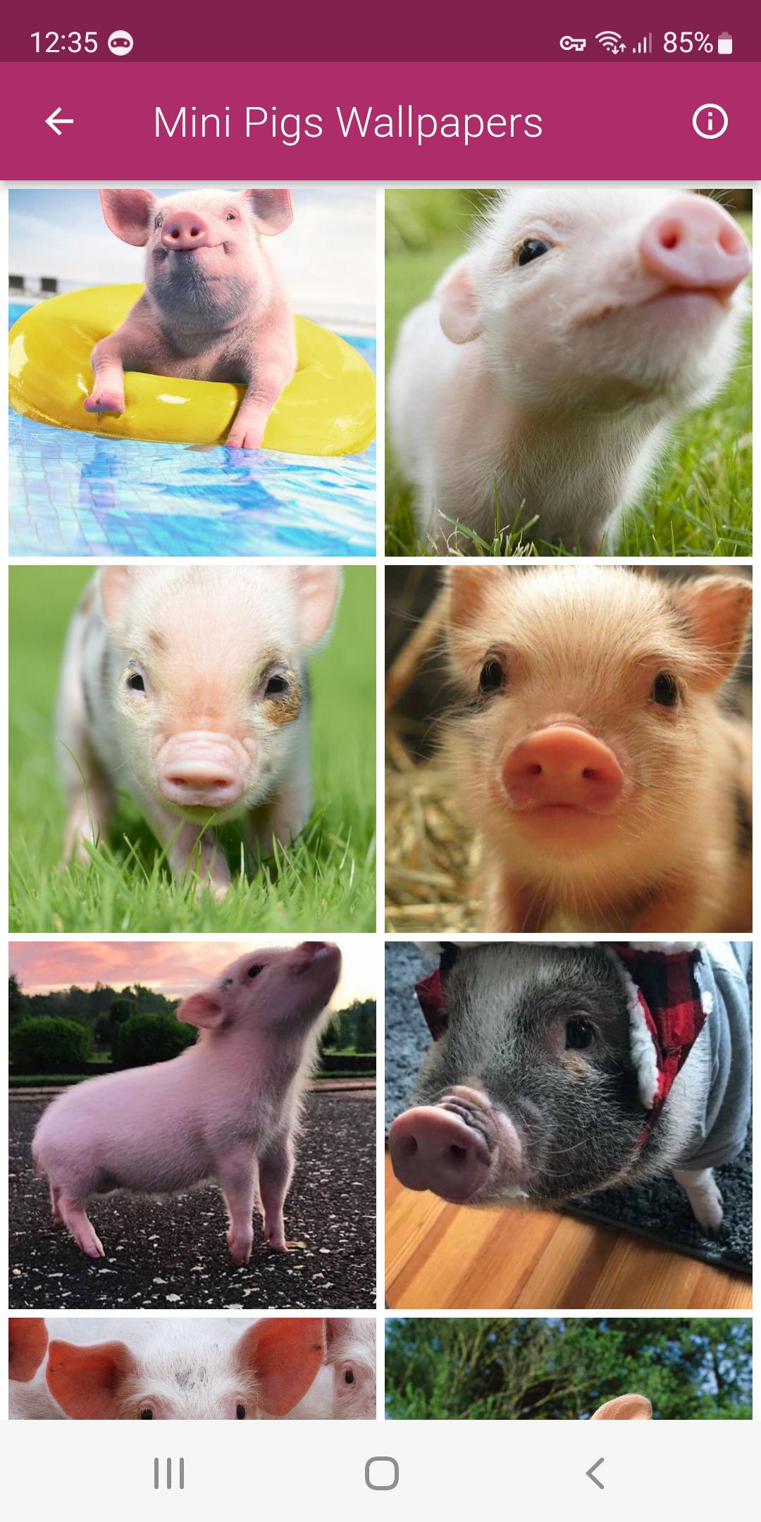 Cutest Baby Pig Wallpapers