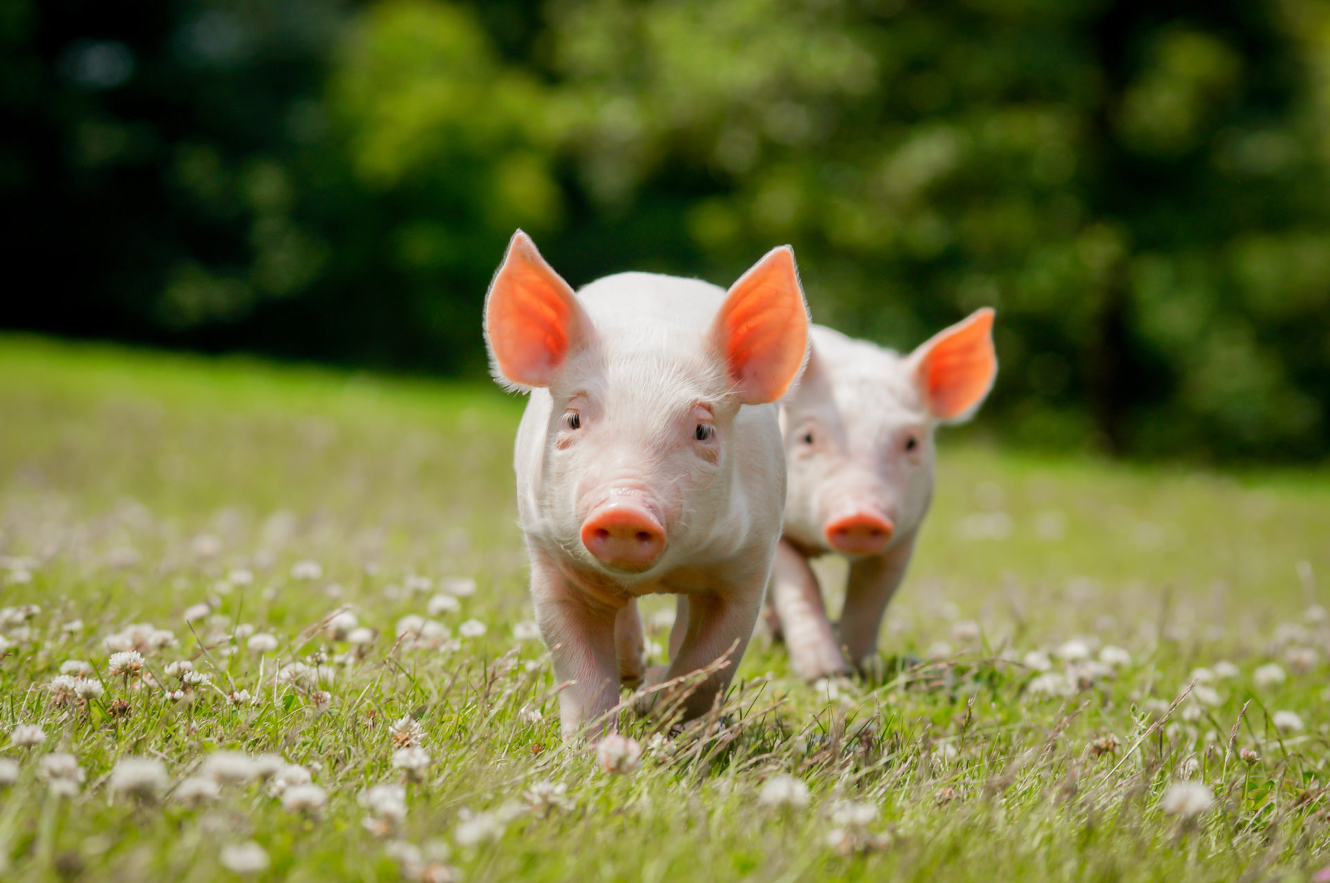 Cutest Baby Pig Wallpapers