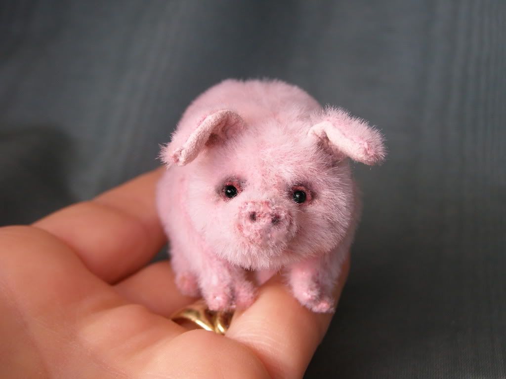 Cutest Baby Pig Wallpapers