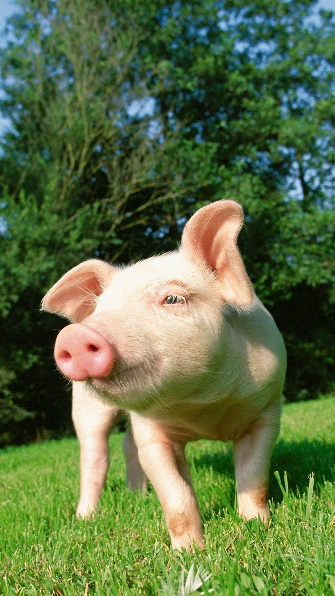 Cutest Baby Pig Wallpapers