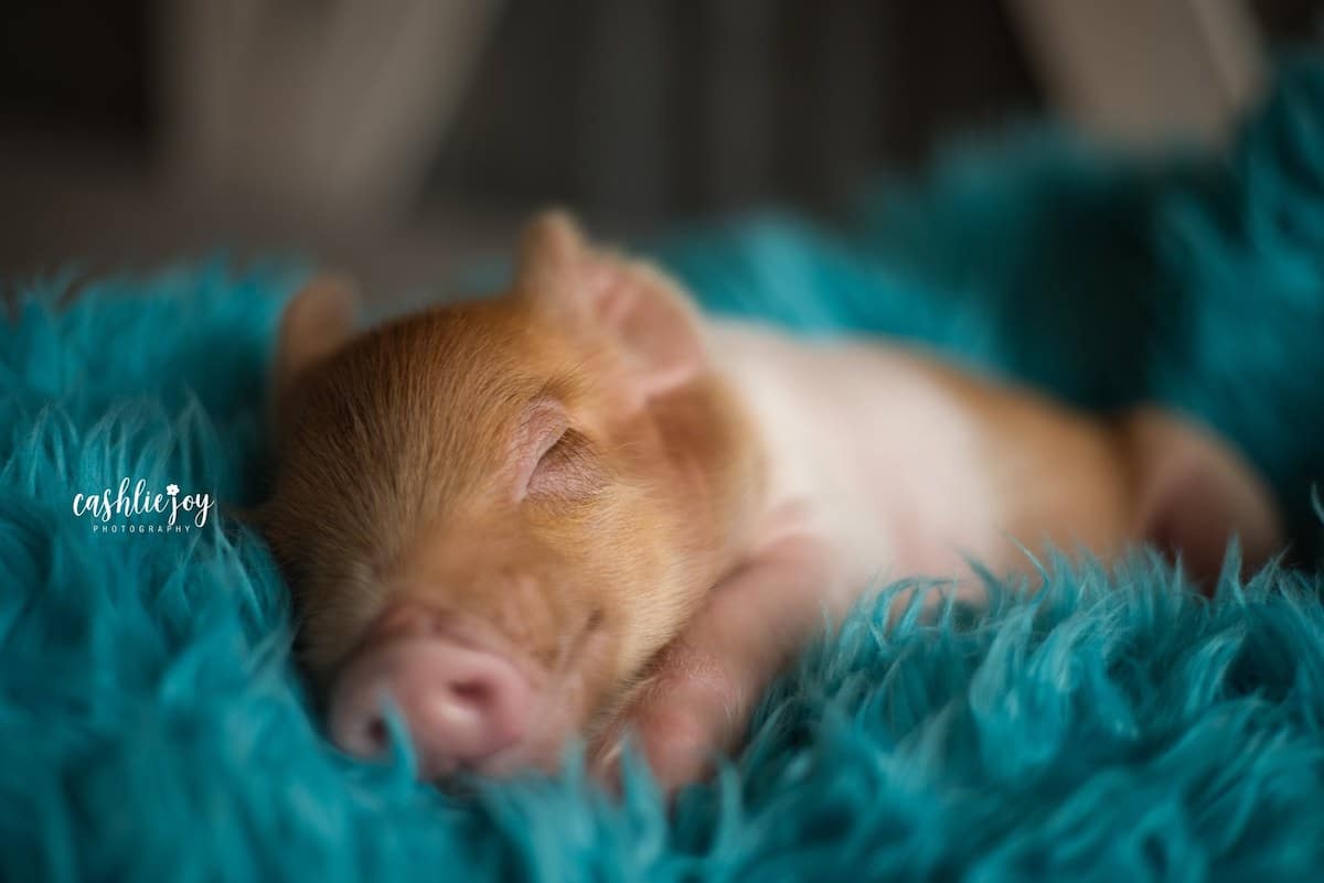 Cutest Baby Pig Wallpapers