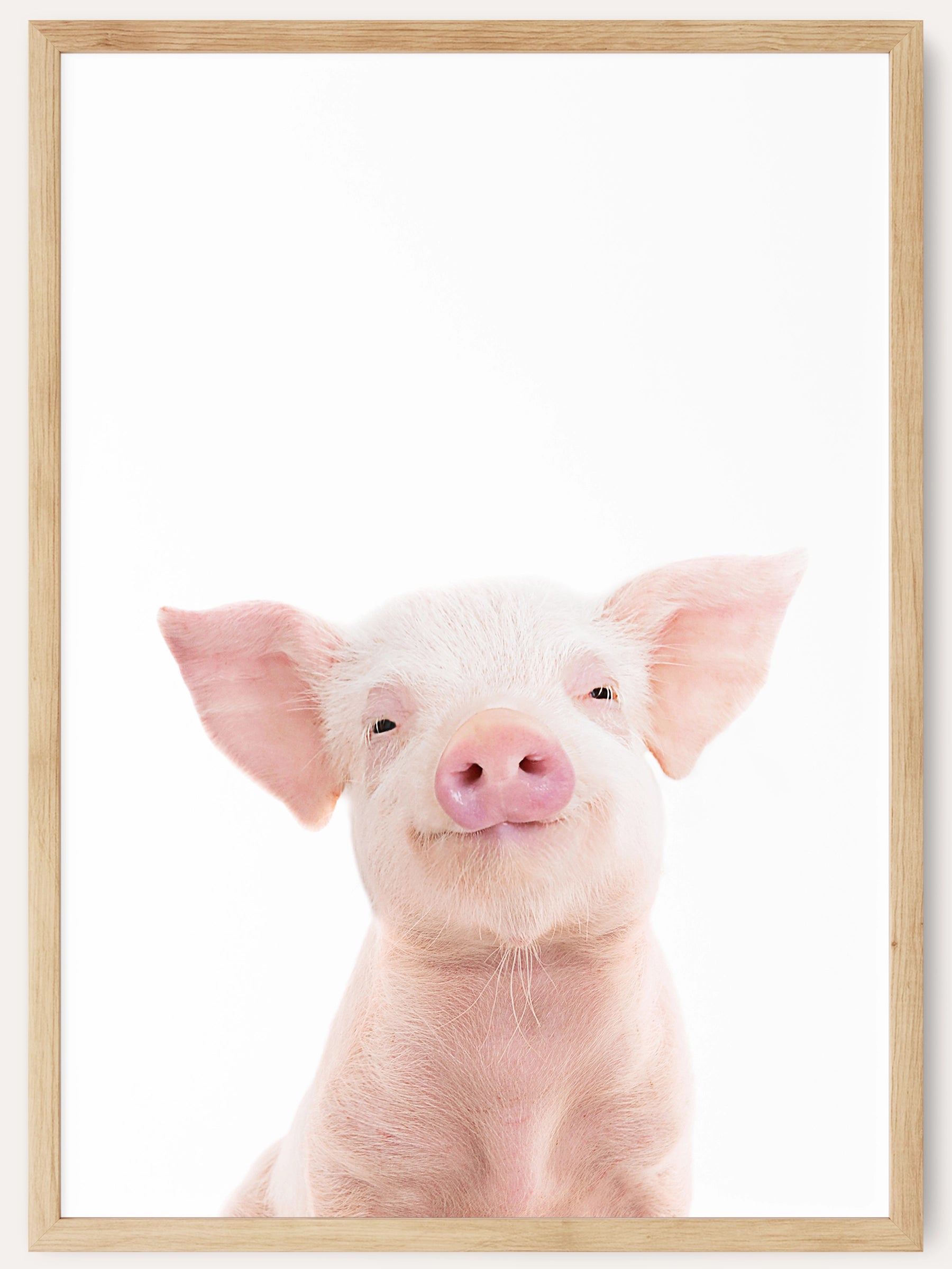 Cutest Baby Pig Wallpapers