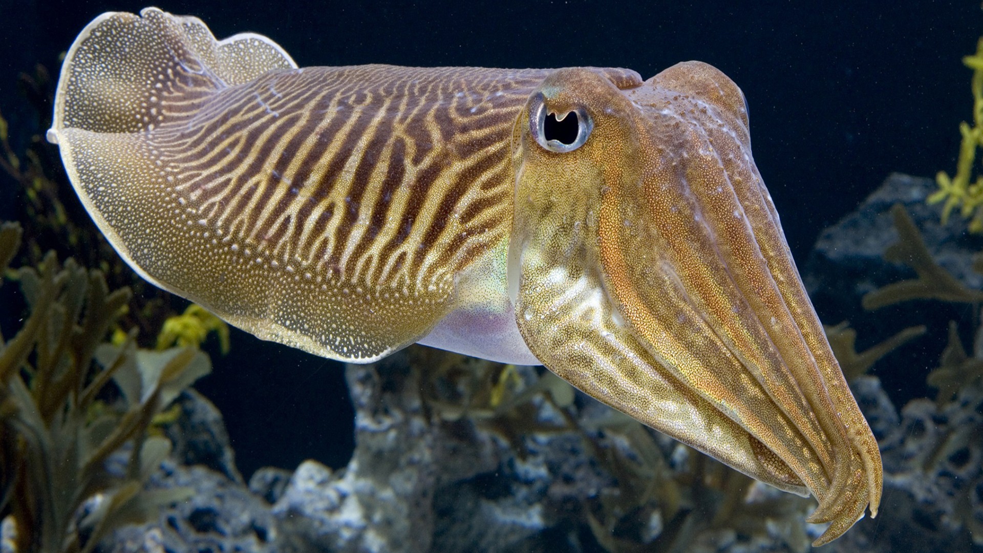 Cuttlefishes Wallpapers