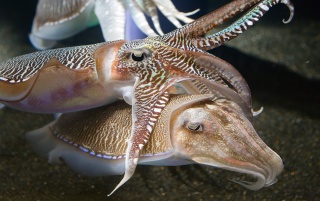 Cuttlefishes Wallpapers