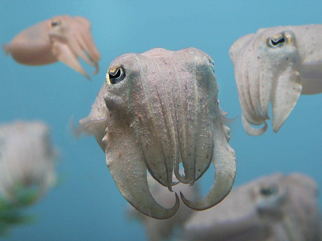 Cuttlefishes Wallpapers