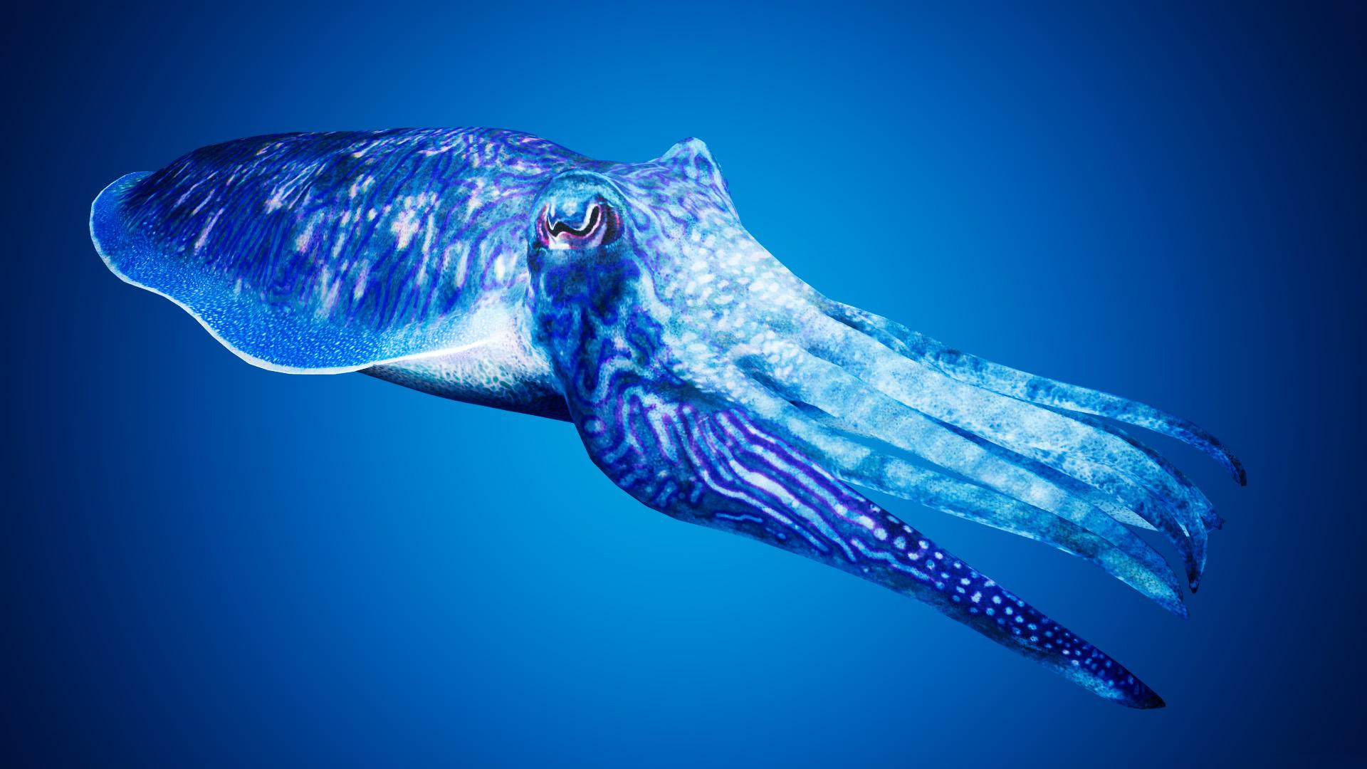 Cuttlefishes Wallpapers