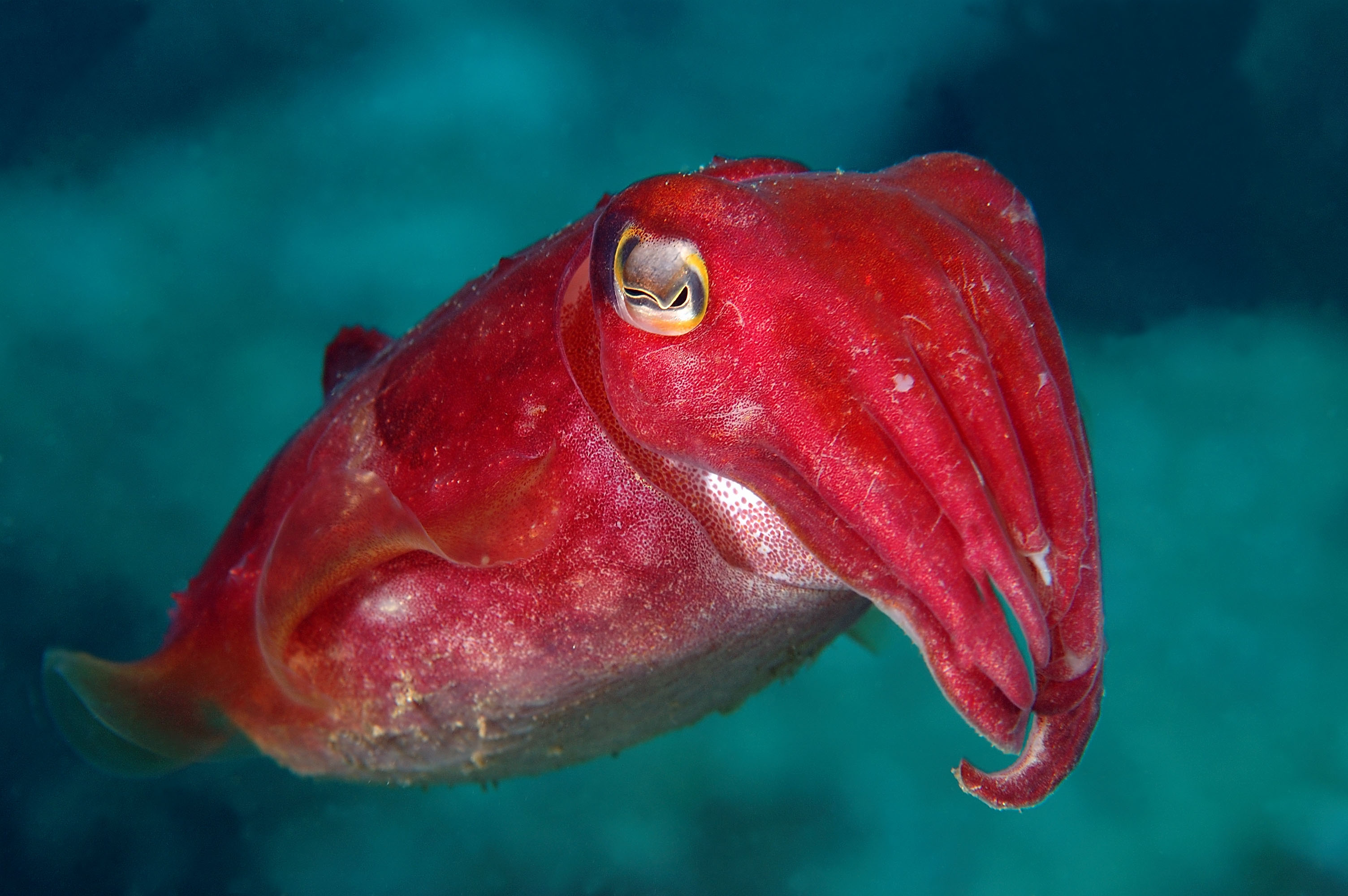 Cuttlefishes Wallpapers