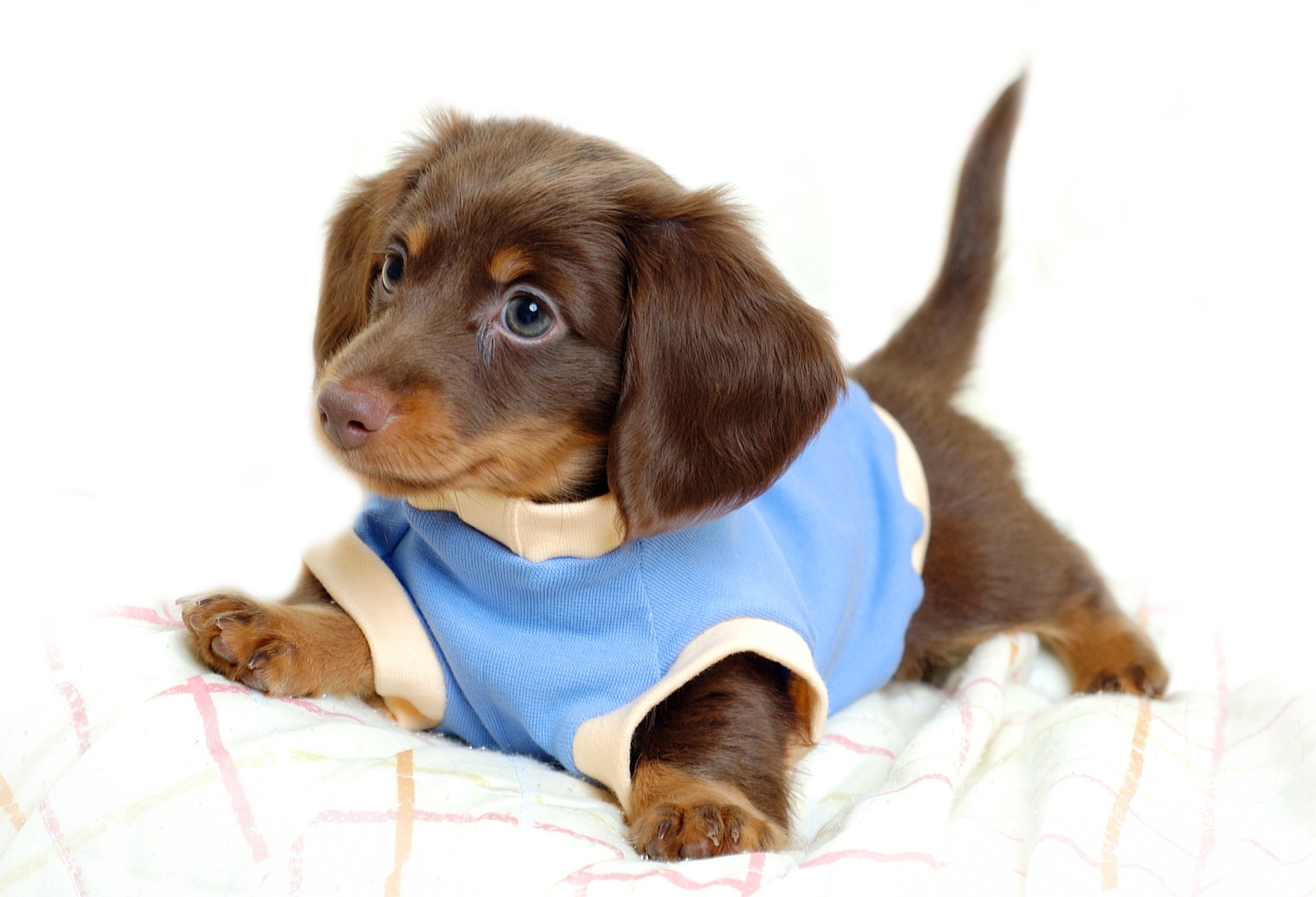 Dachshund Puppies Wallpapers