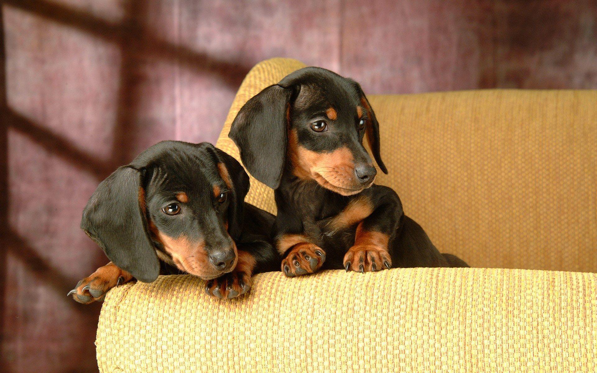 Dachshund Puppies Wallpapers