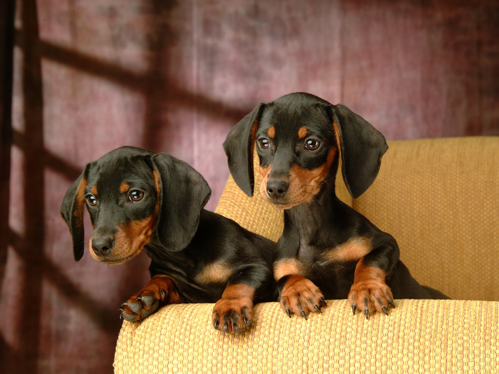 Dachshund Puppies Wallpapers