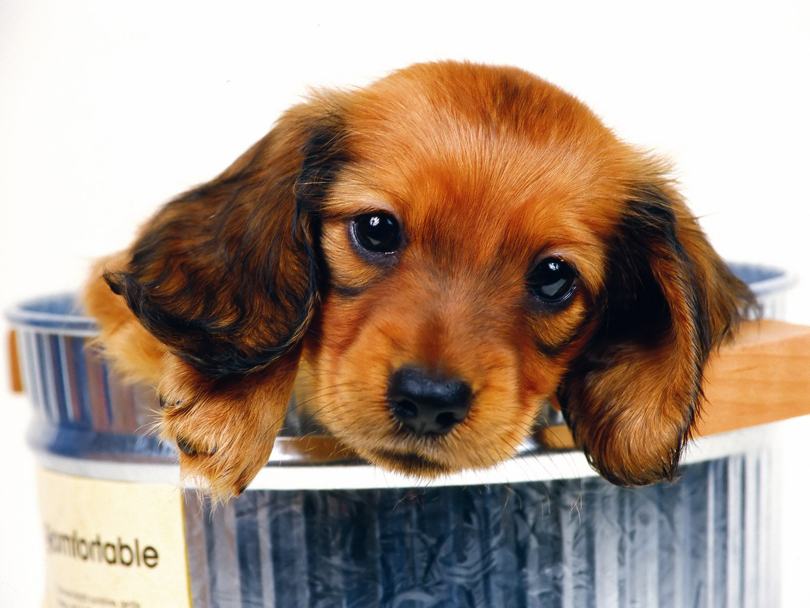 Dachshund Puppies Wallpapers