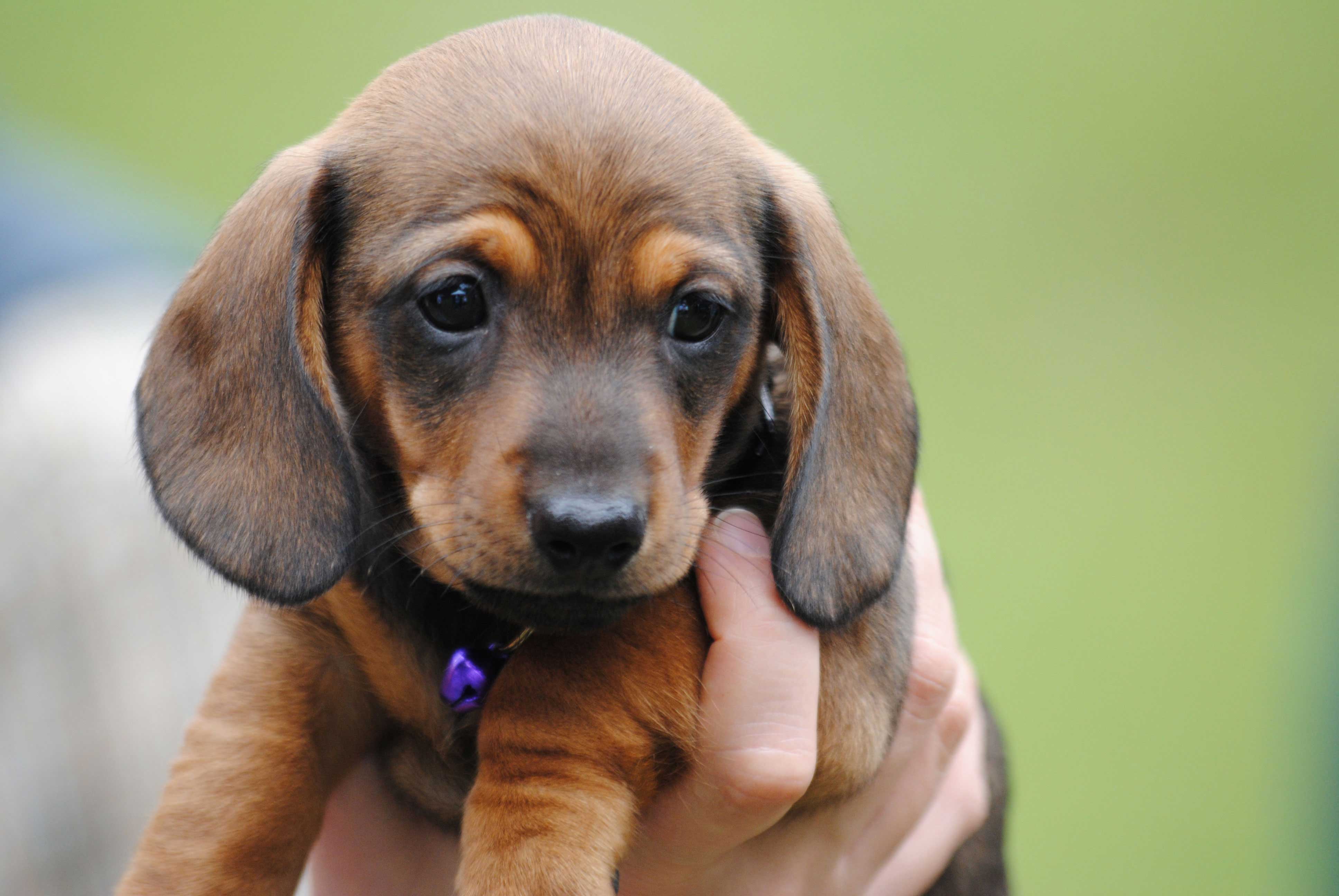 Dachshund Puppies Wallpapers