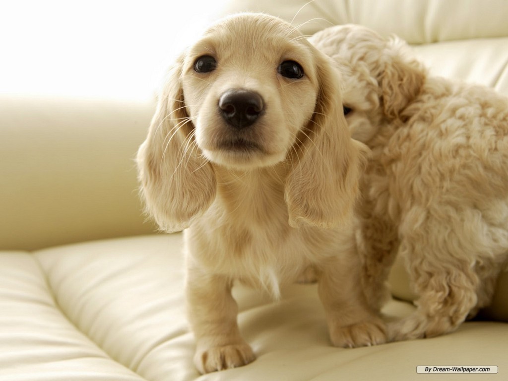 Dachshund Puppies Wallpapers