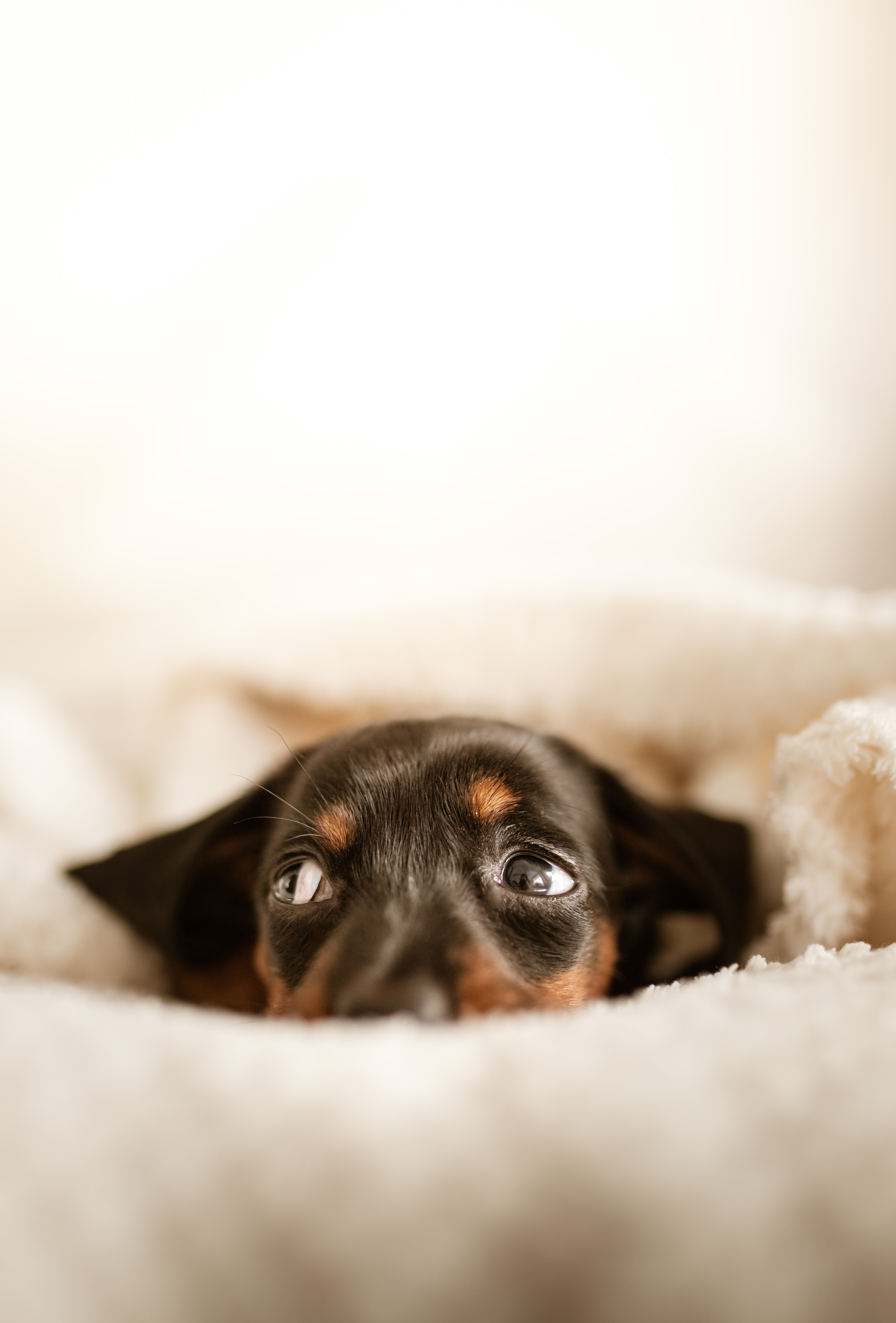 Dachshund Puppies Wallpapers