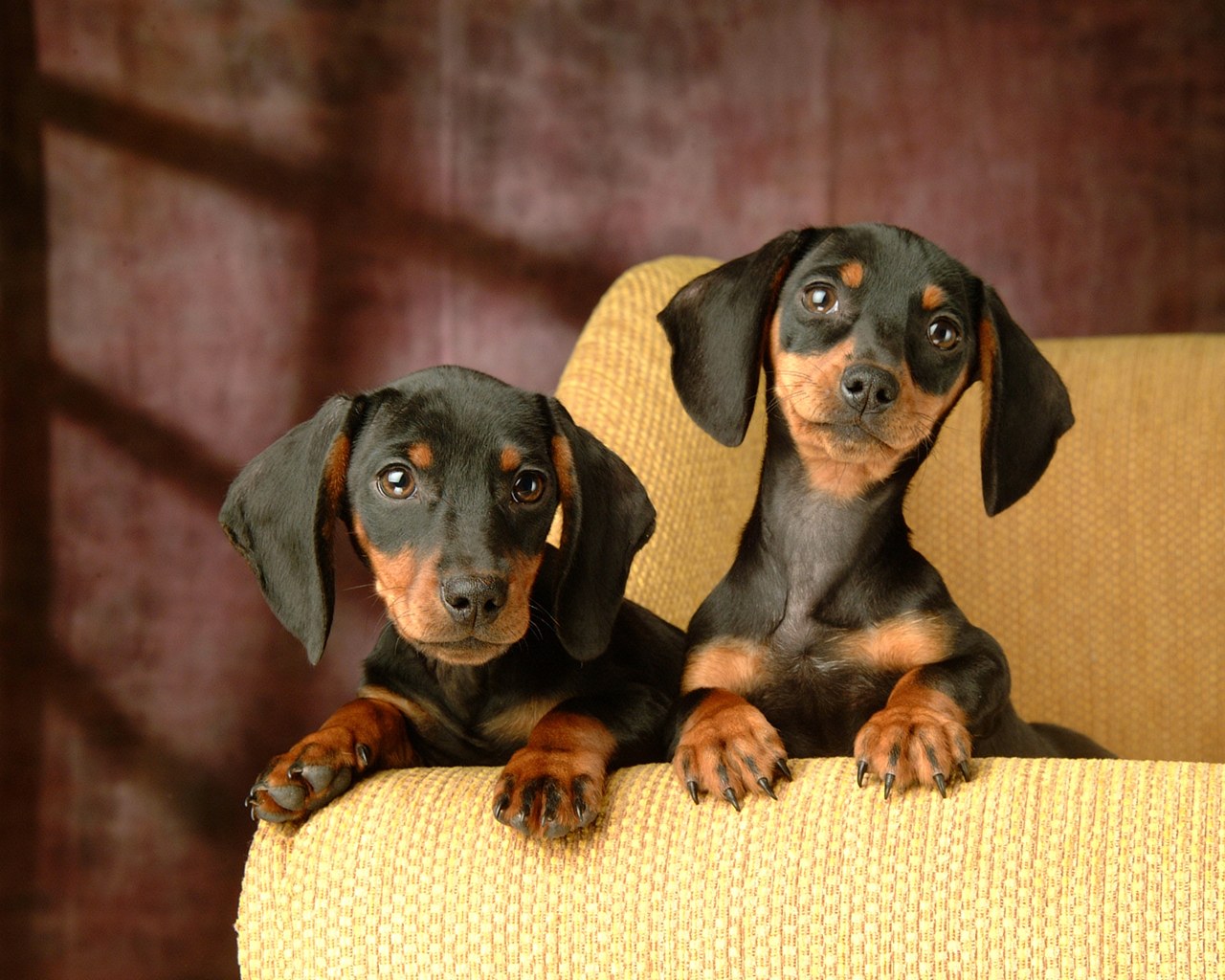 Dachshund Puppies Wallpapers