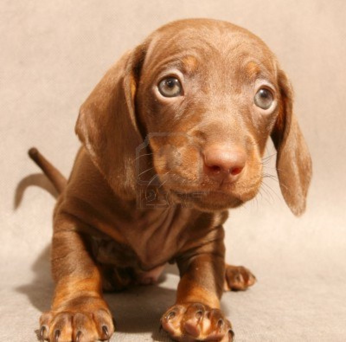 Dachshund Puppies Wallpapers