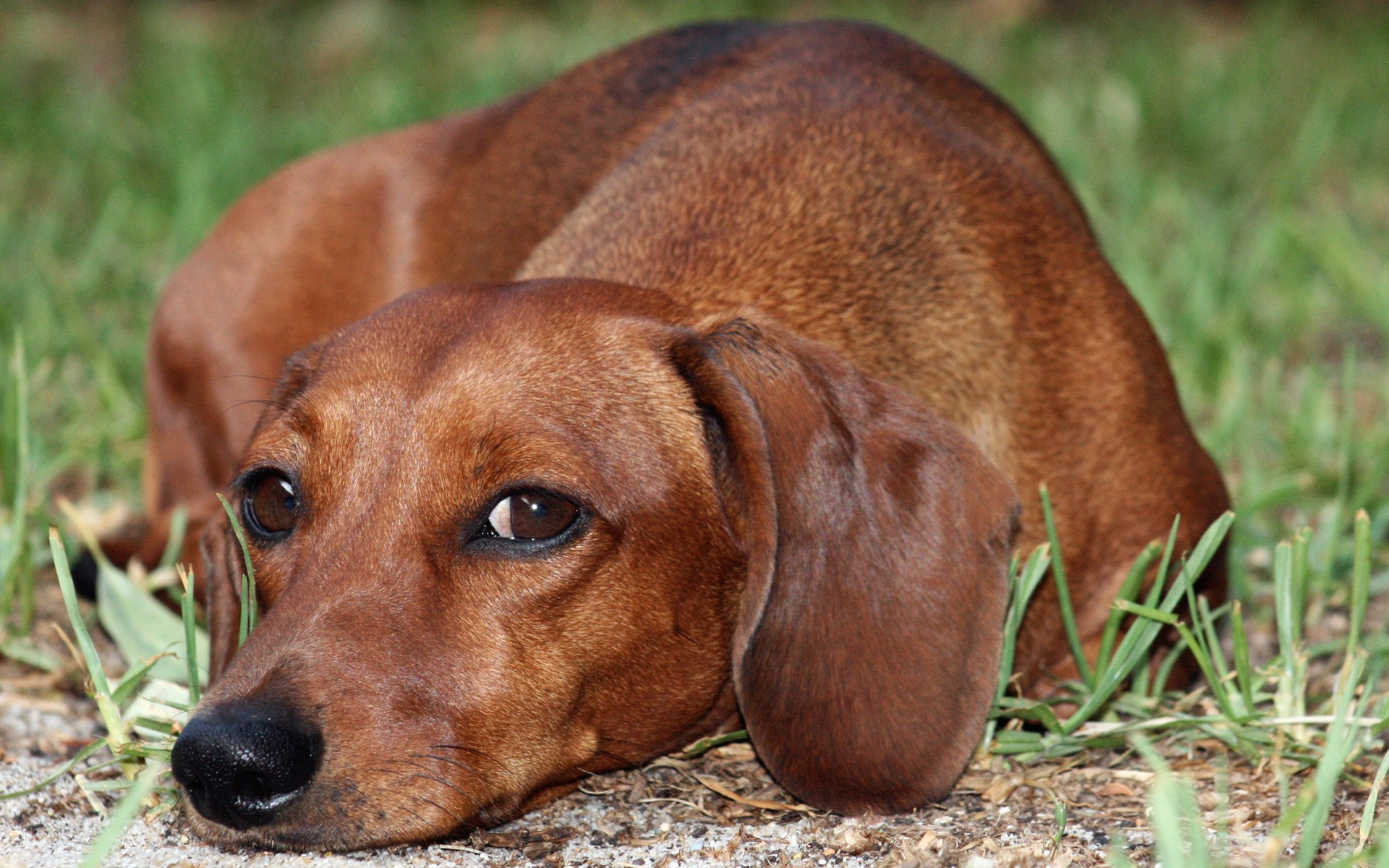 Dachshund Puppies Wallpapers